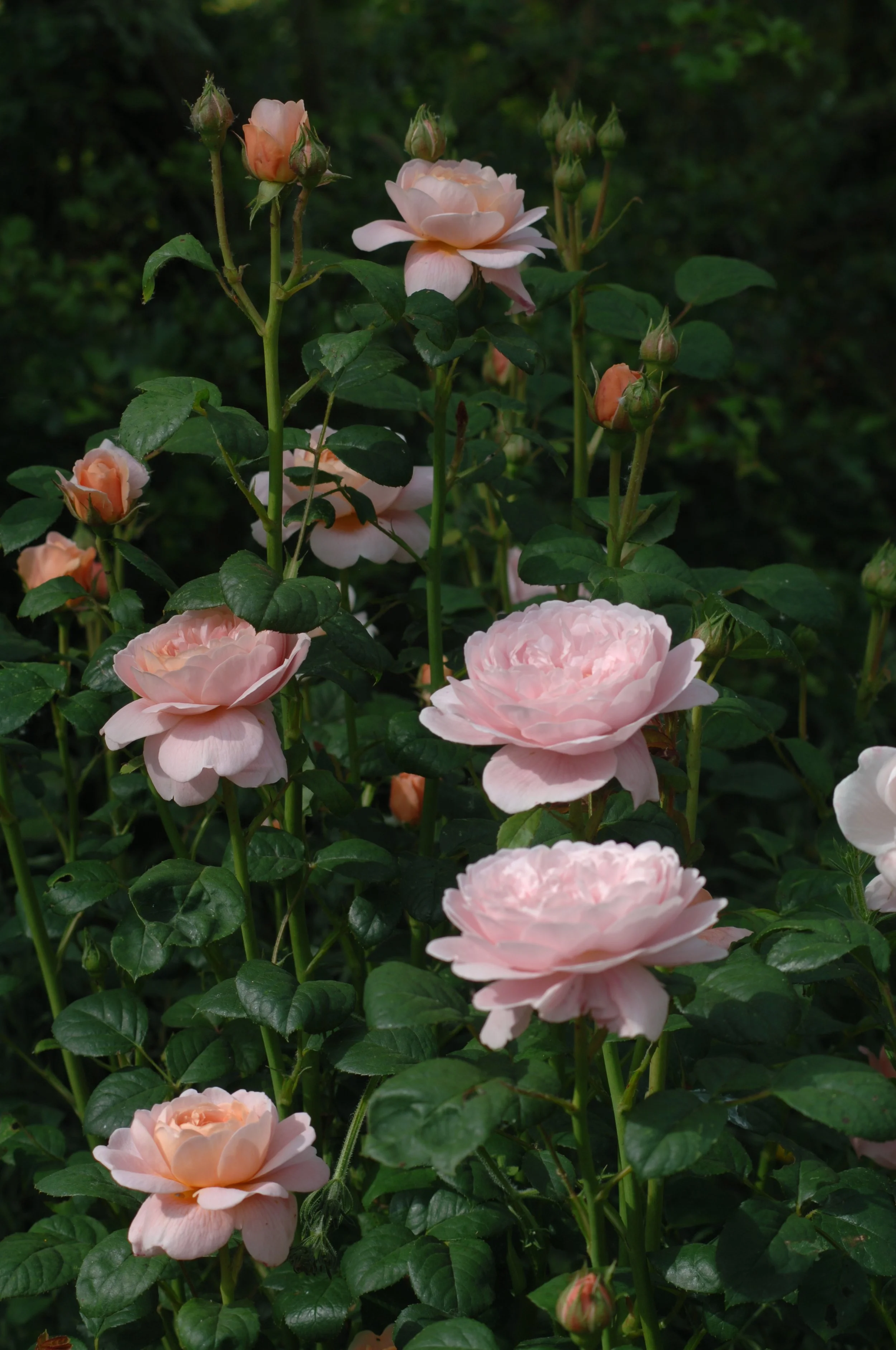 Queen of Sweden 5.JPG