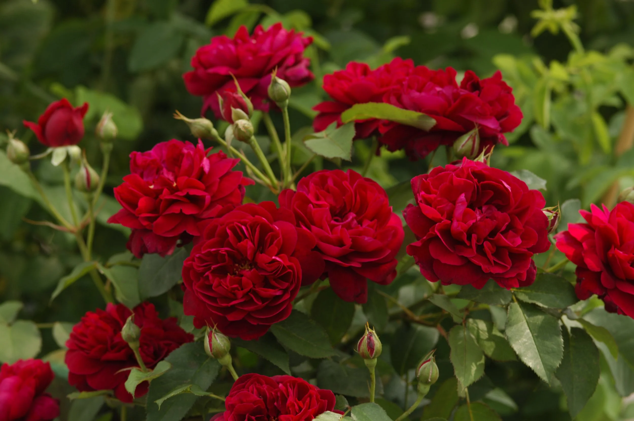 David Austin Rose - 'Darcey Bussell' [Pre-Order]