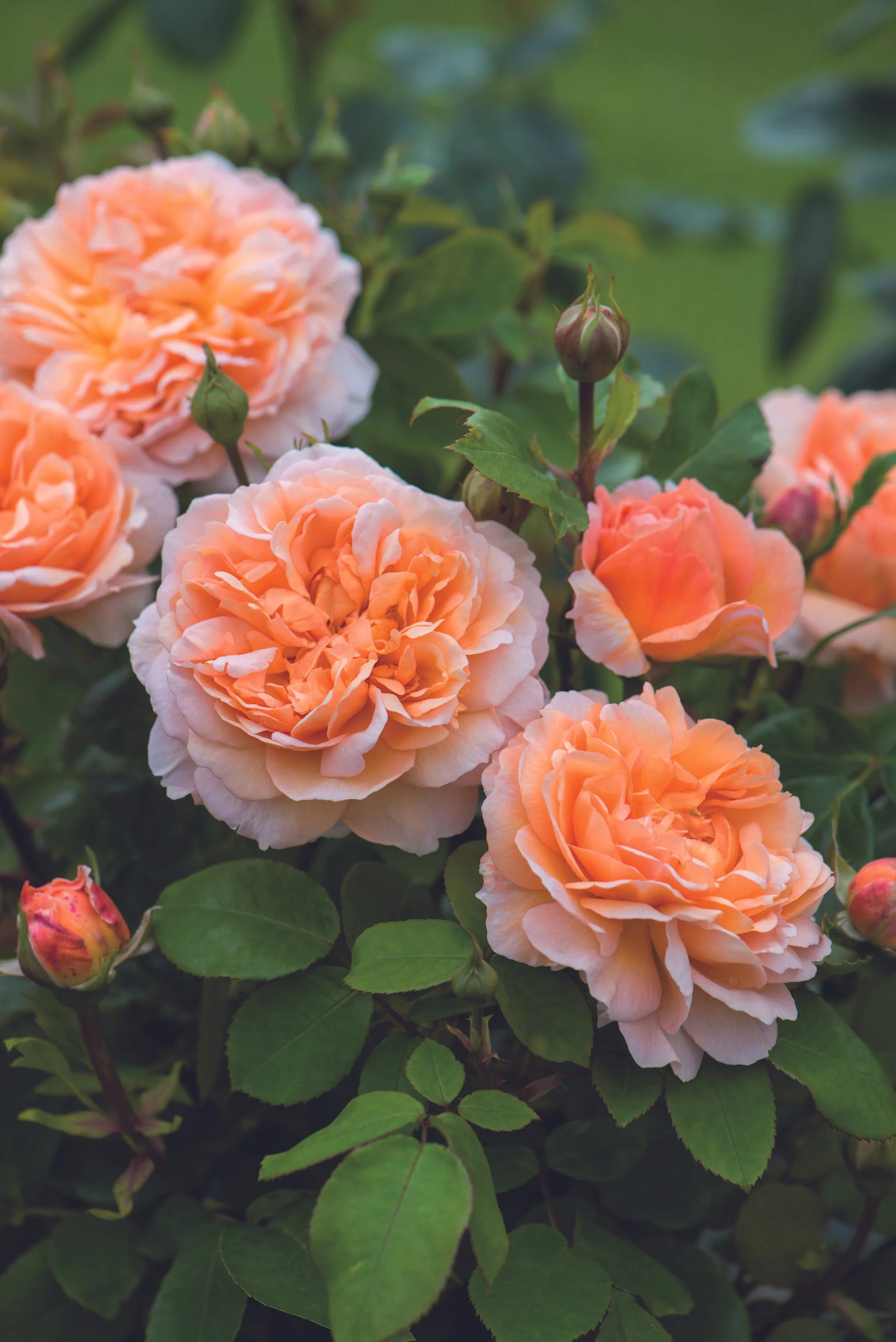 David Austin Rose - 'The Lady Gardener' [Pre-Order]