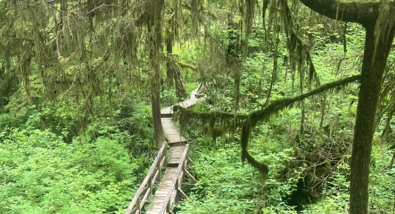 The Hidden Strength of the Canopy
