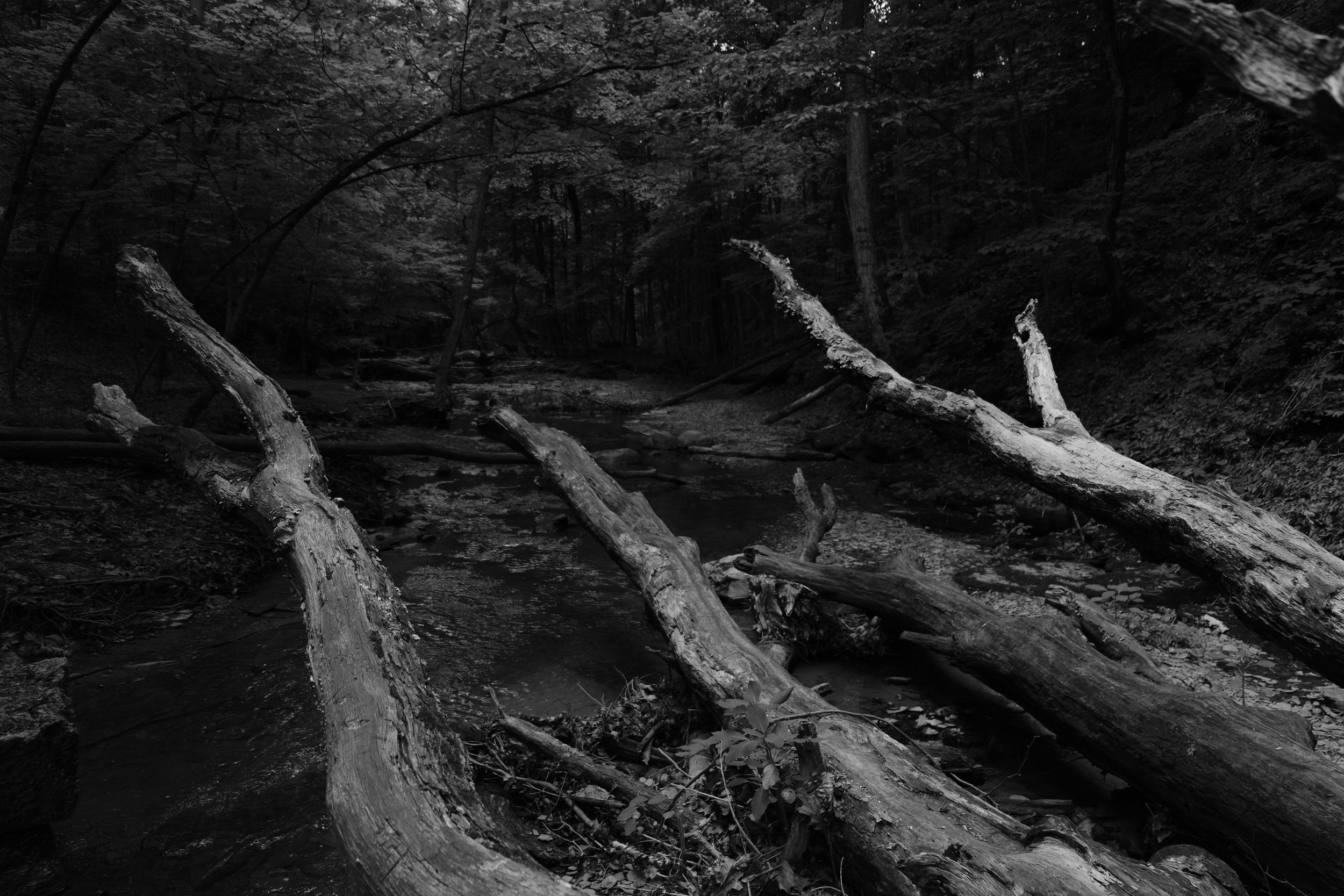 Branching Out.jpg