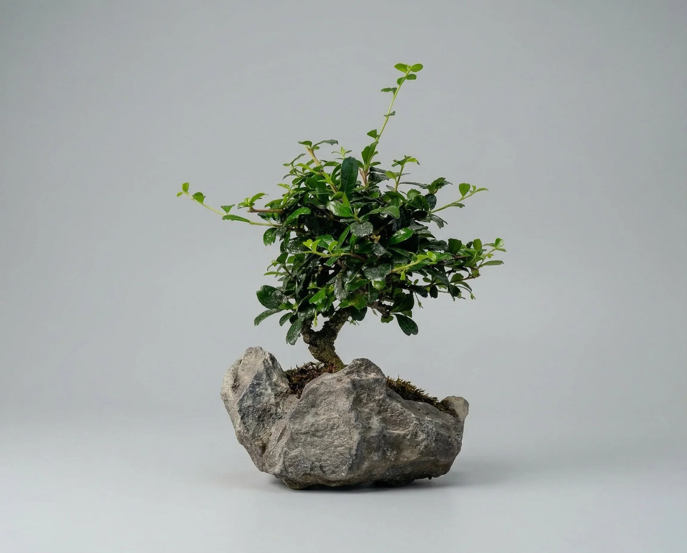 The Art of Bonsai Workshop | Love That Plant