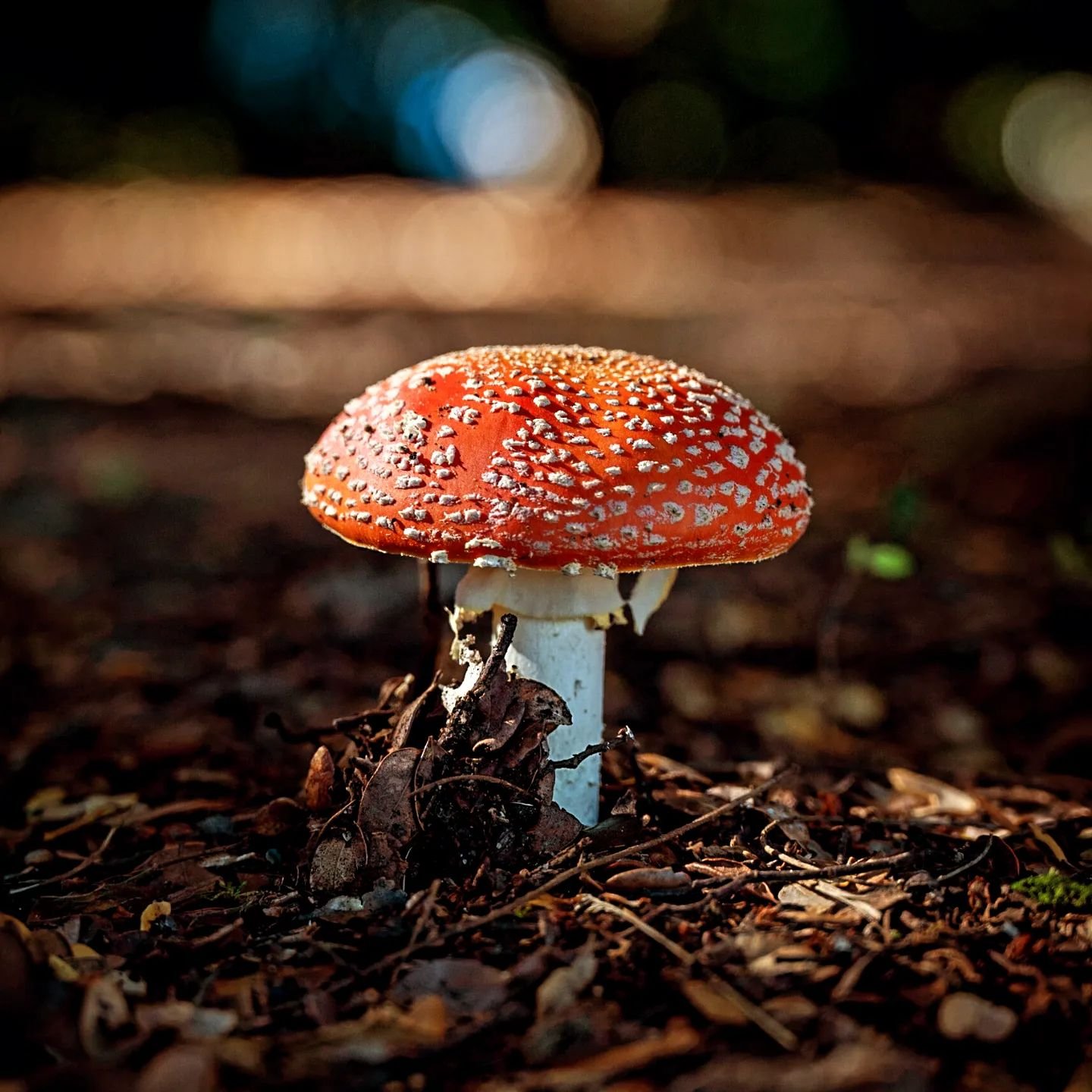 Fly agaric 🍄
Plenty of Toadstool growing all around Te Anau this Autum. Not really taken much notice of them until @courtney_victoriaphotography photos caught my eye! Here's my first Shroom photo!
This Fly agaric (Amanita muscaria) is a poisonous