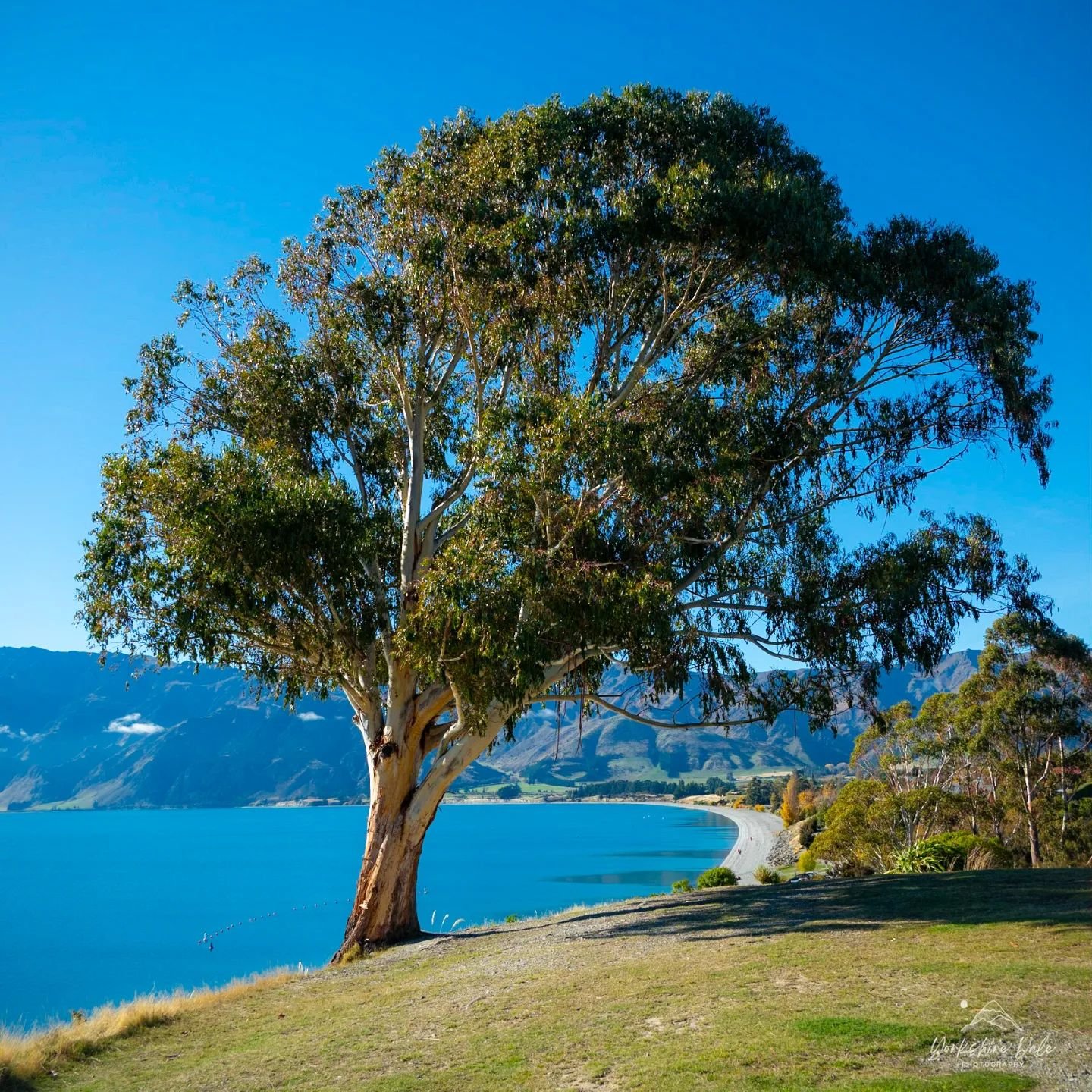 📍Lake Hāwea
THAT Lake Hāwea tree!
I personally think this Eucalyptus tree is much better than that there Wanaka tree!
Apparantly it's a popular spot for locals to get married under and you can totally see why with a great vantage point over the l