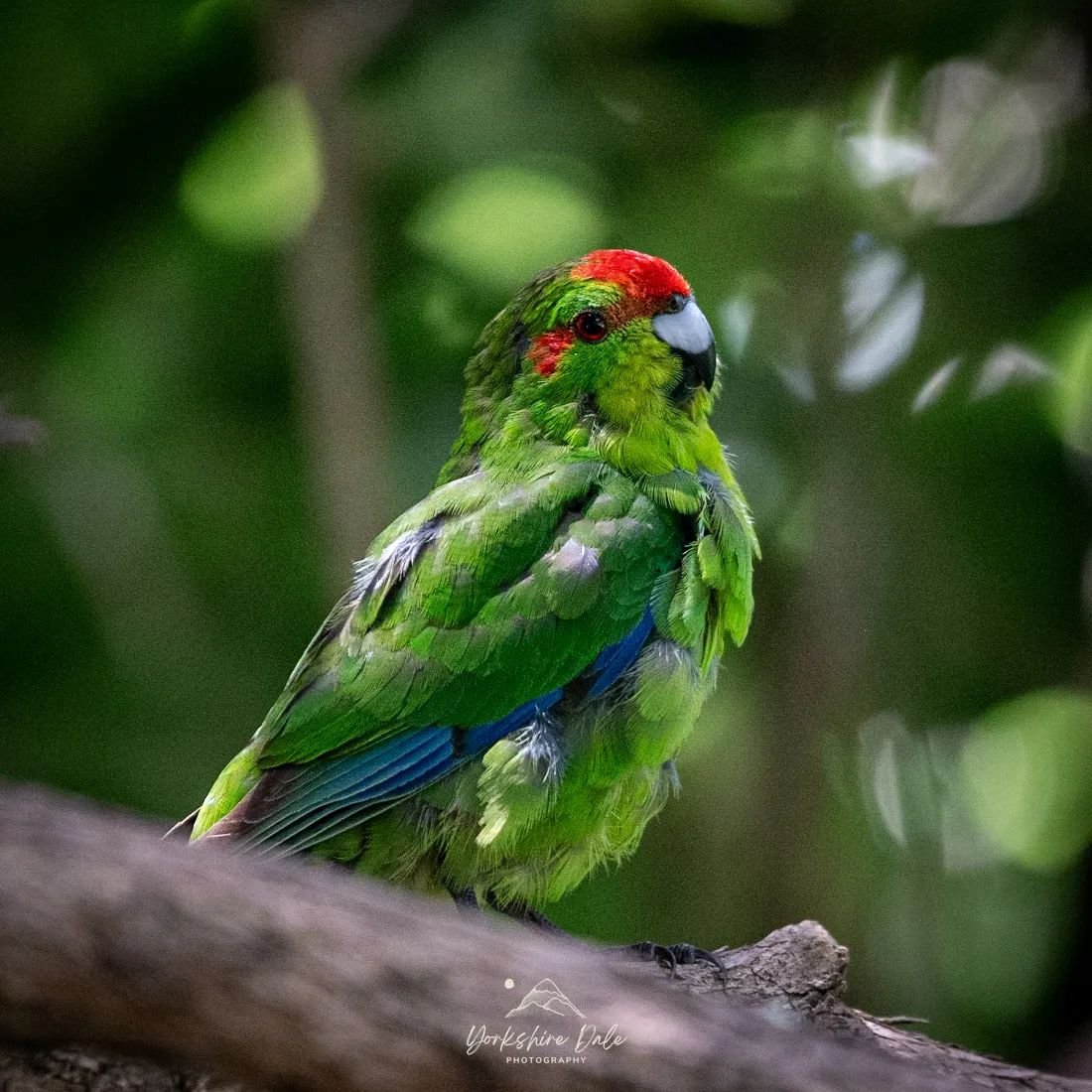 Red crowned parakeet / Kākāriki
The Maori name meaning 'Small (Kākā) Parrot (riki)'
The word is also used to refer to the colour Green
#kakariki
#kākāriki
#redcrownedparakeet
#parakeet
#parrot
#birdsofnewzealand
#birdsofnz
#birdphotoghraphy