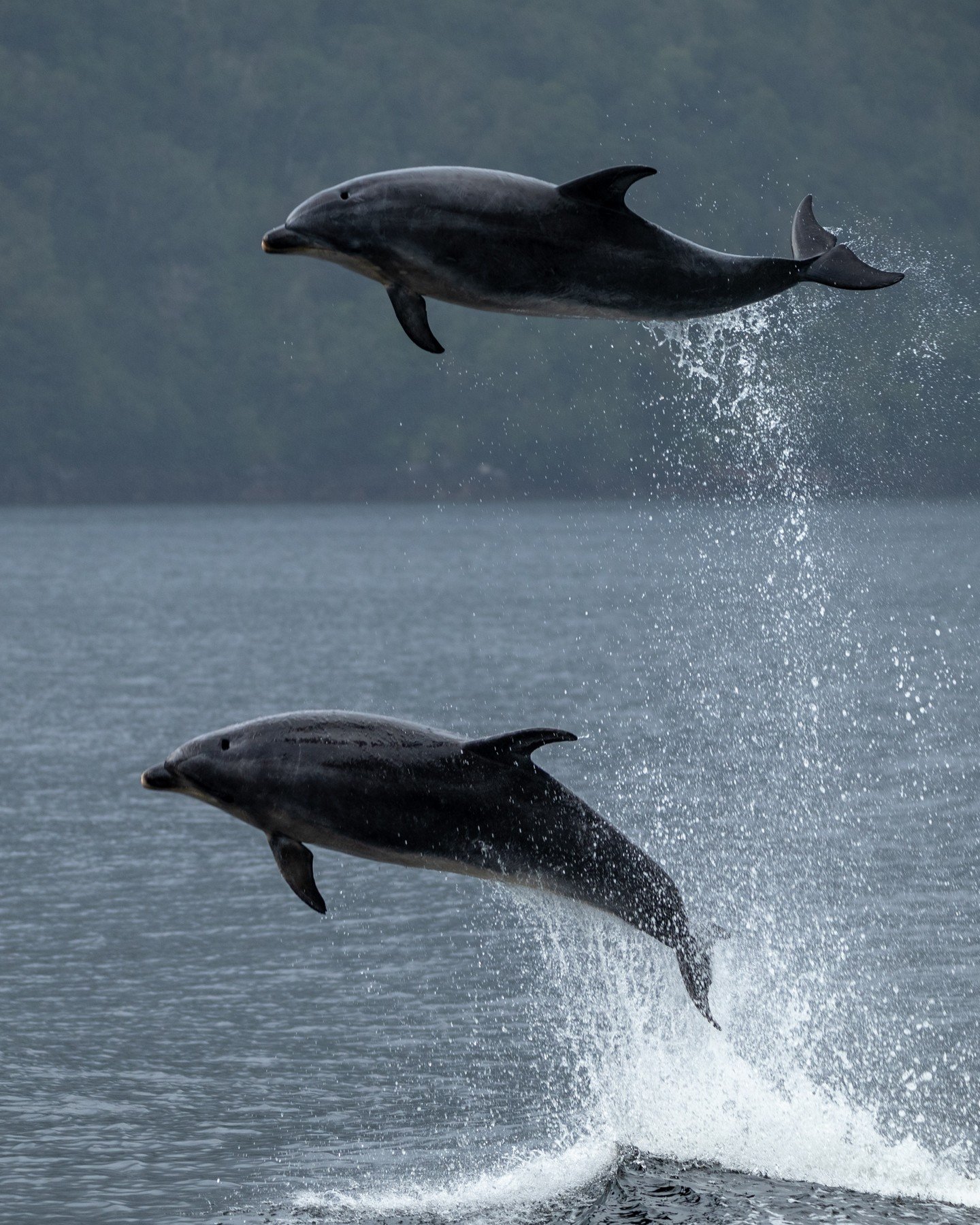 Bottlenose Dolphins in a playful mood in Doubtful Sound / Patea.
I can't decide which photo I like best, which do you like A or B?
#doubtfulsound #patea #newzealand #dolphins #dolphin #bottlenosedolphin #sealife #dolphinjump #nzgeographic #nzgeo #n