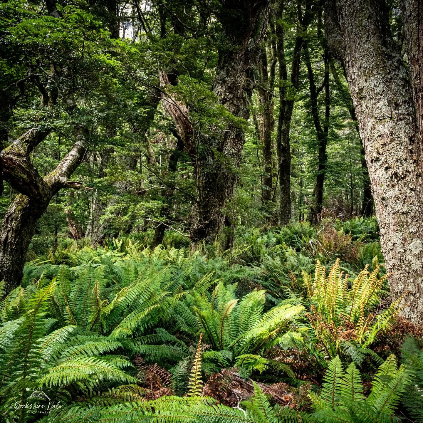 Stewart Island Ferns
#fern #nzfern #newzealand #nzgeo #nzgeo #stewartisland #rakiura #Ferns #forest #nikonnz