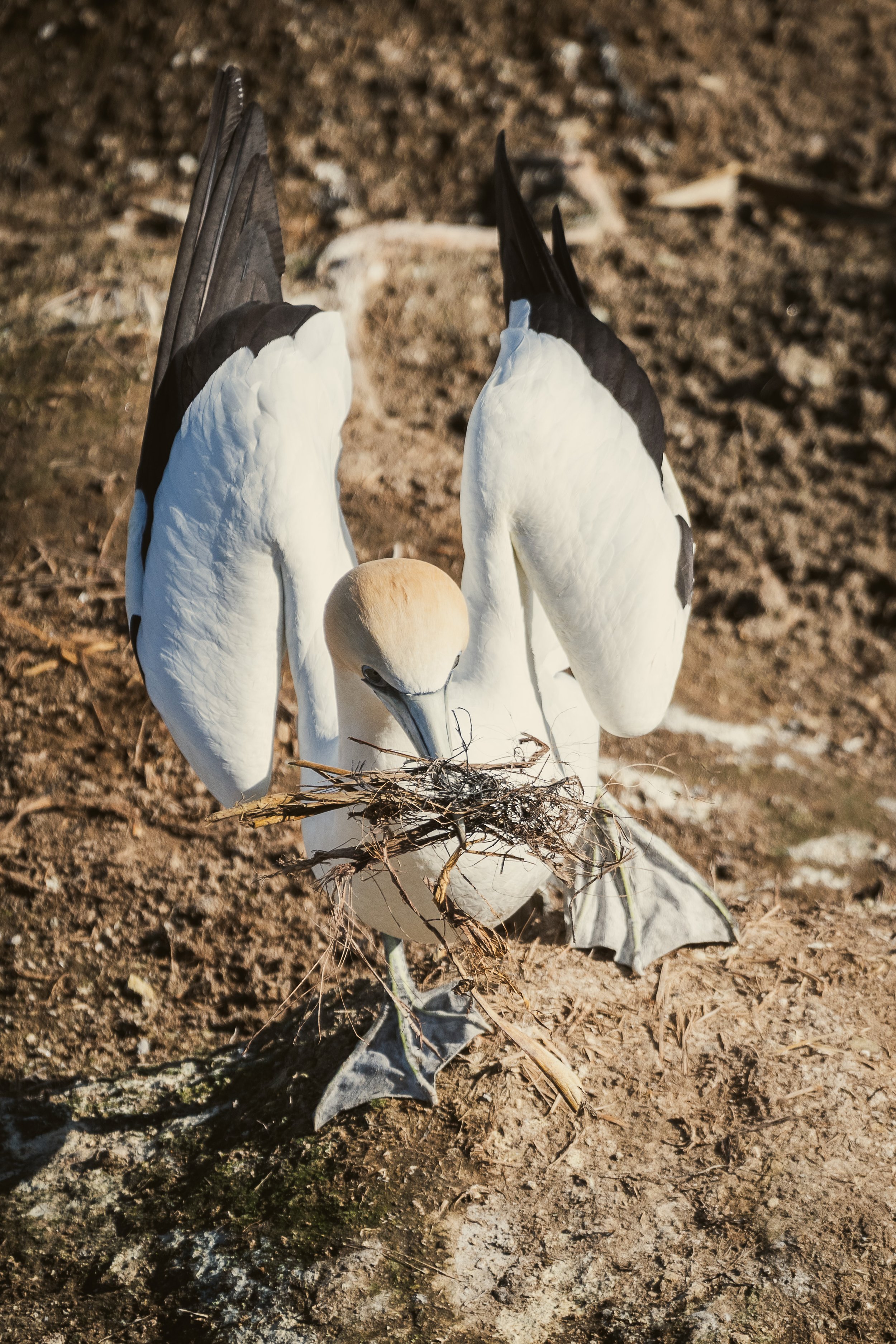 Gannet bird building nest with twigs in beak on rocky ground.