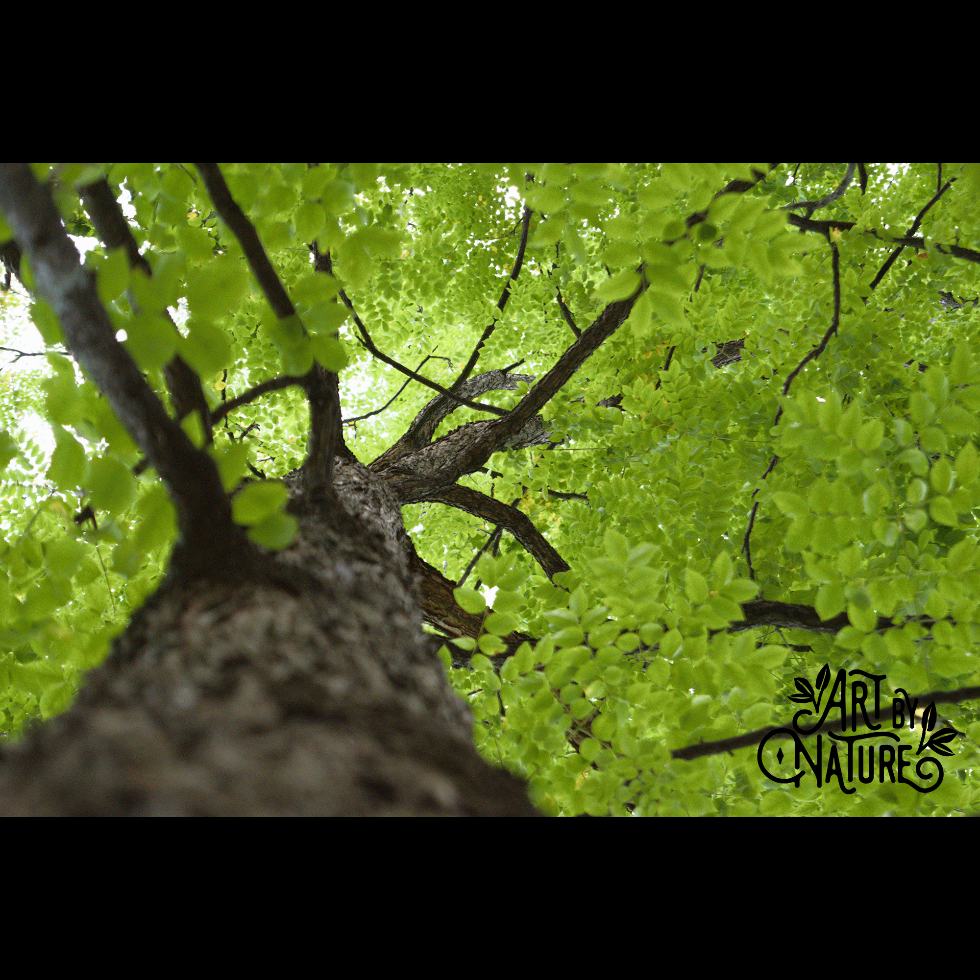 Gus Moore_2_Kentucky Coffeetree.png