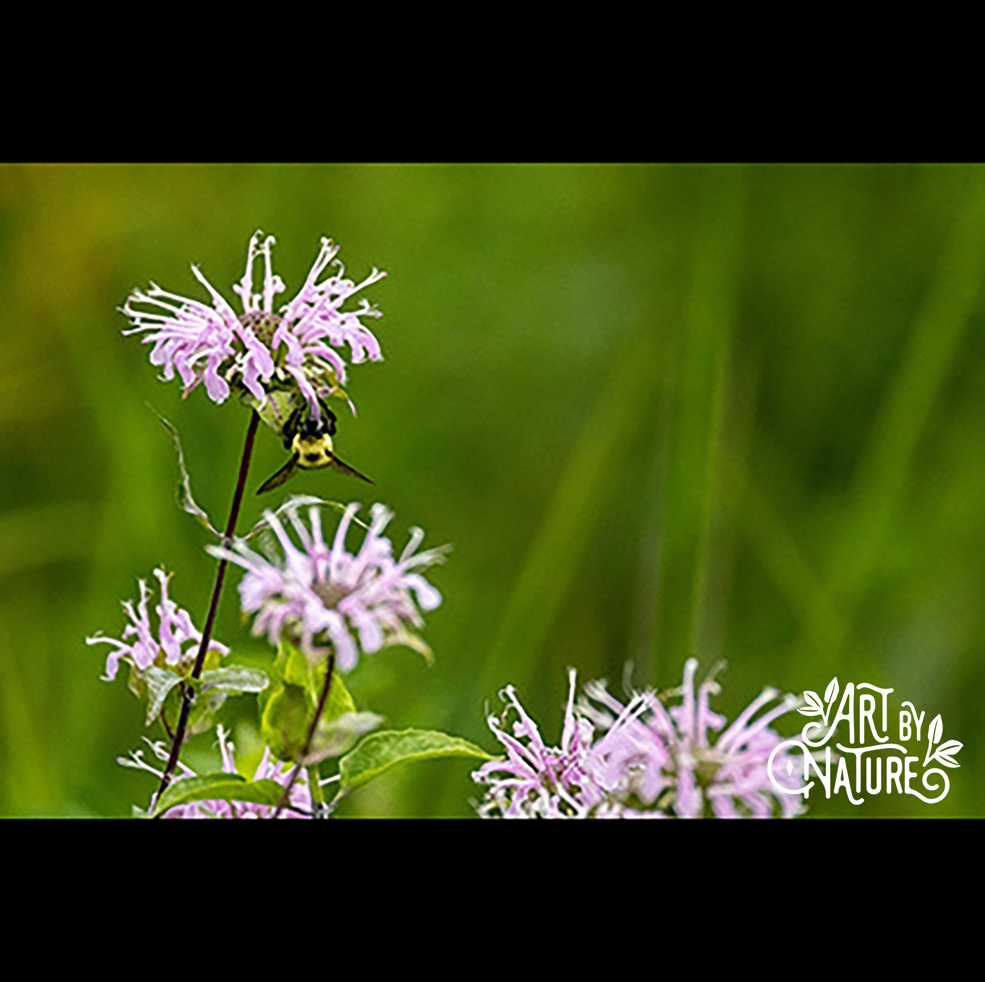 Tina Brouwer_2_Bee Balm.jpg