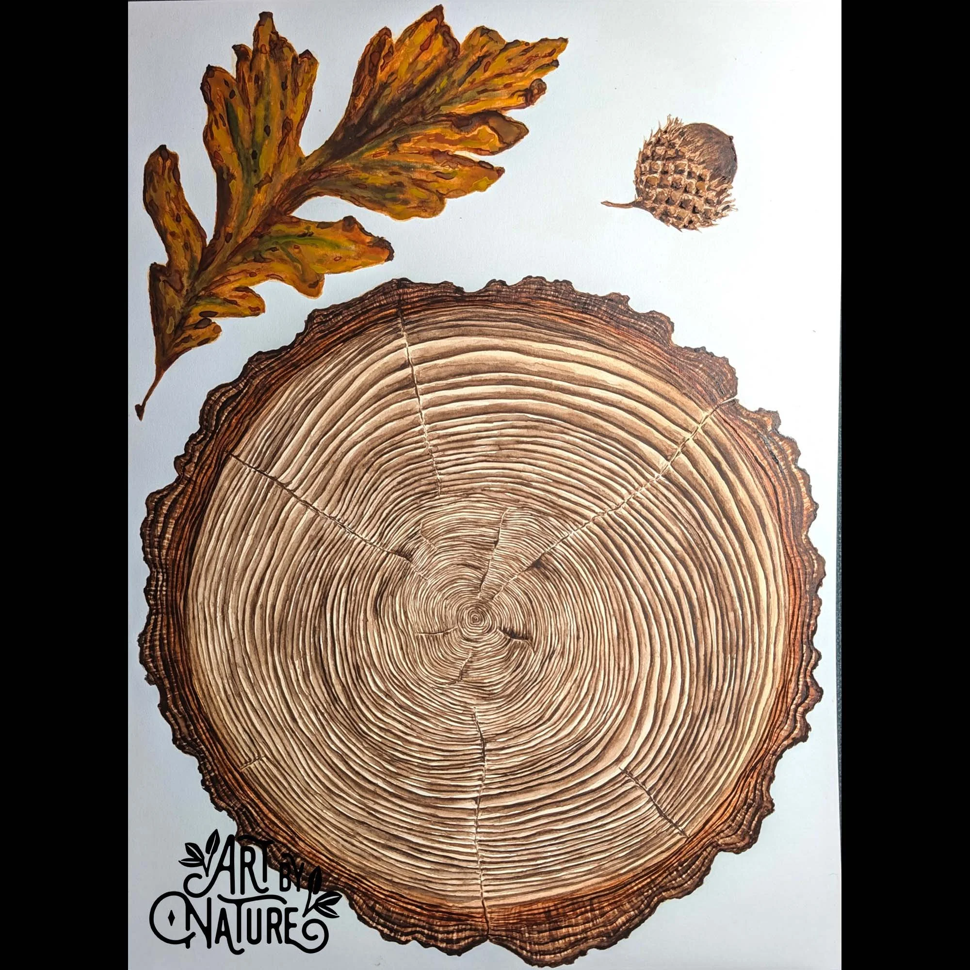 Jacqueline Rolek_1_Bur Oak.jpg
