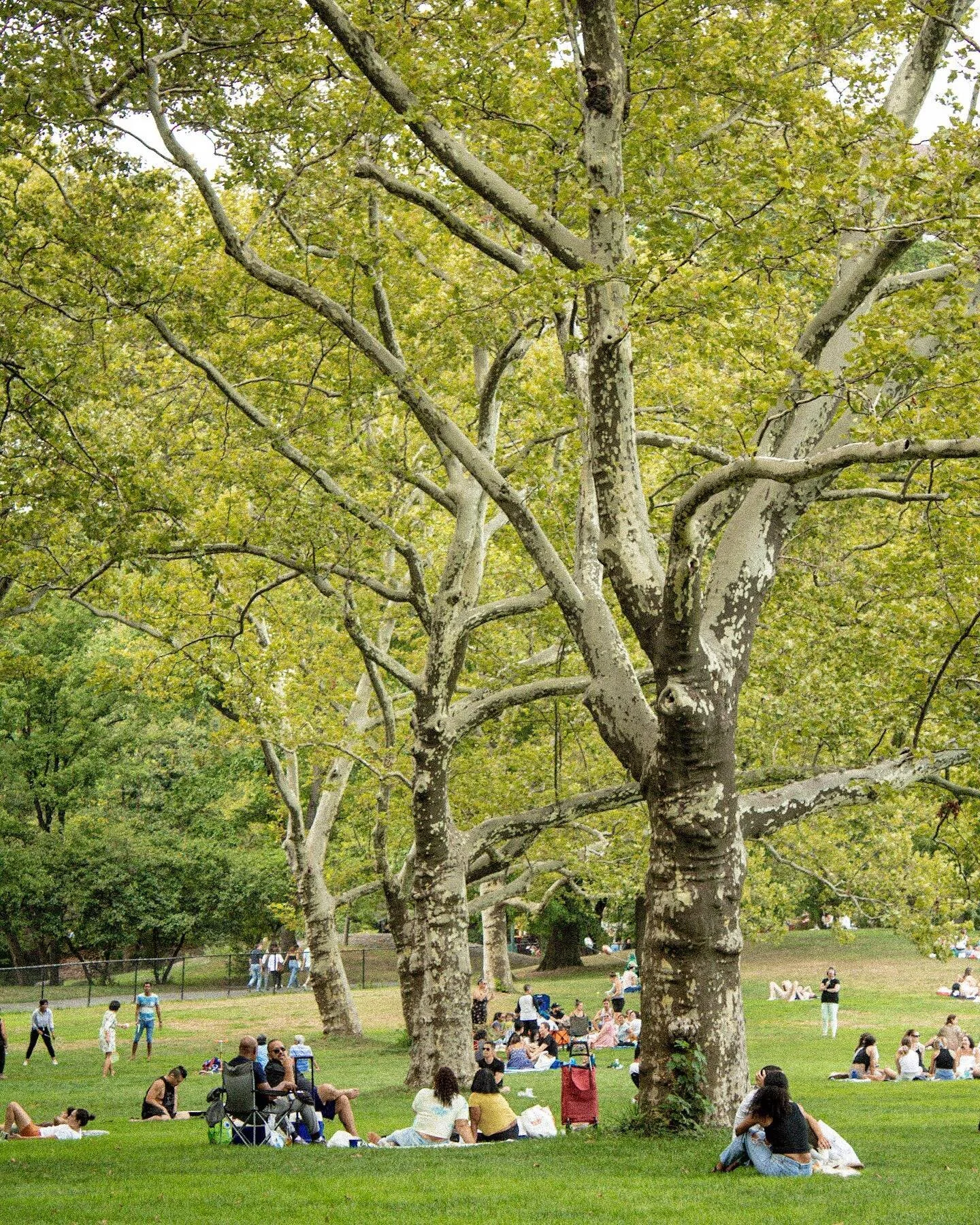 Central Park will always remind me of Enchanted. The movie. Good movie. Great movie actually. 

&ldquo;Everybody wants to live happily ever after
Everybody wants to know their true love is true&rdquo;