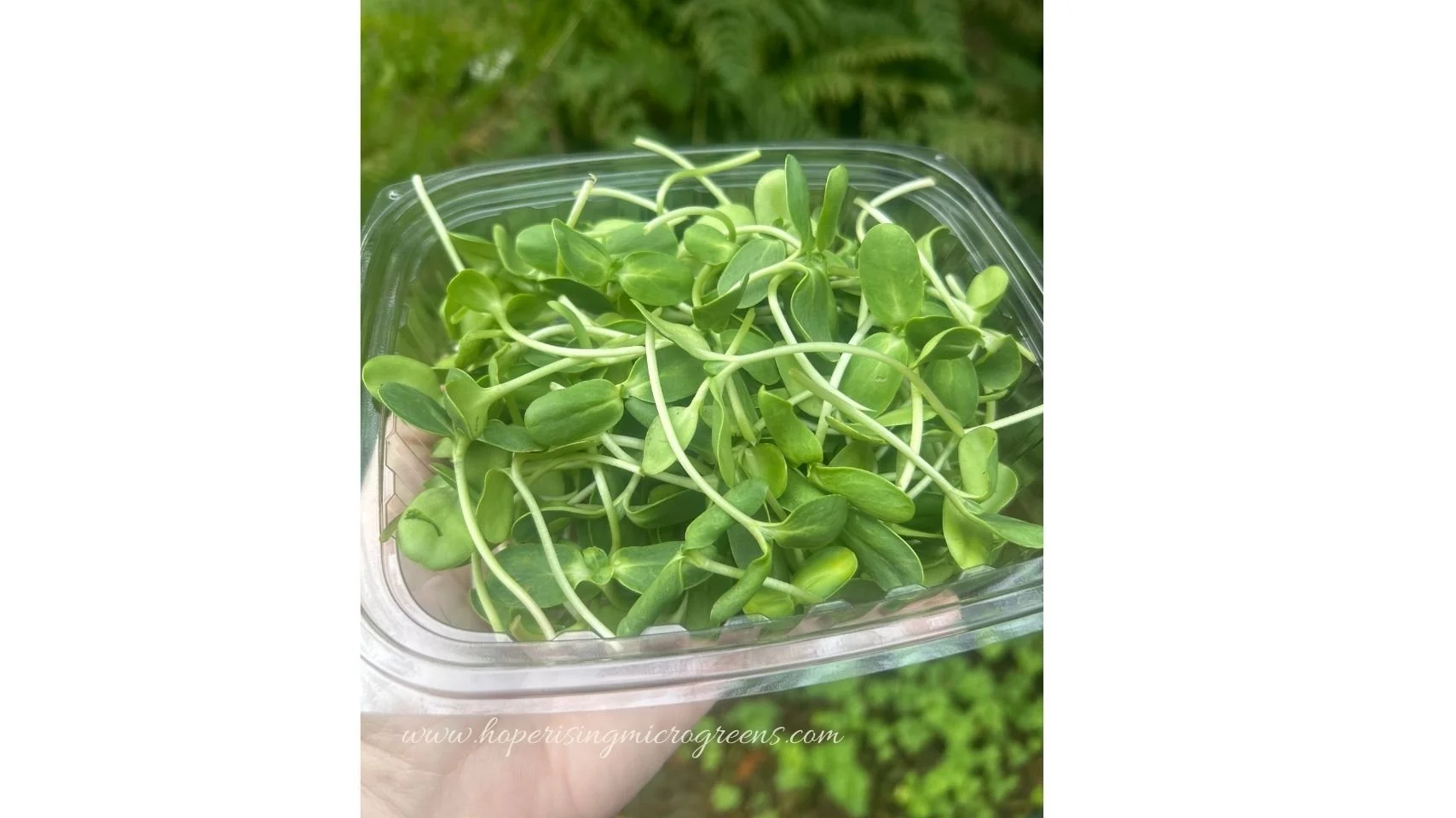 🌻 Sunflower Microgreens: A Plant-Based Protein Boost