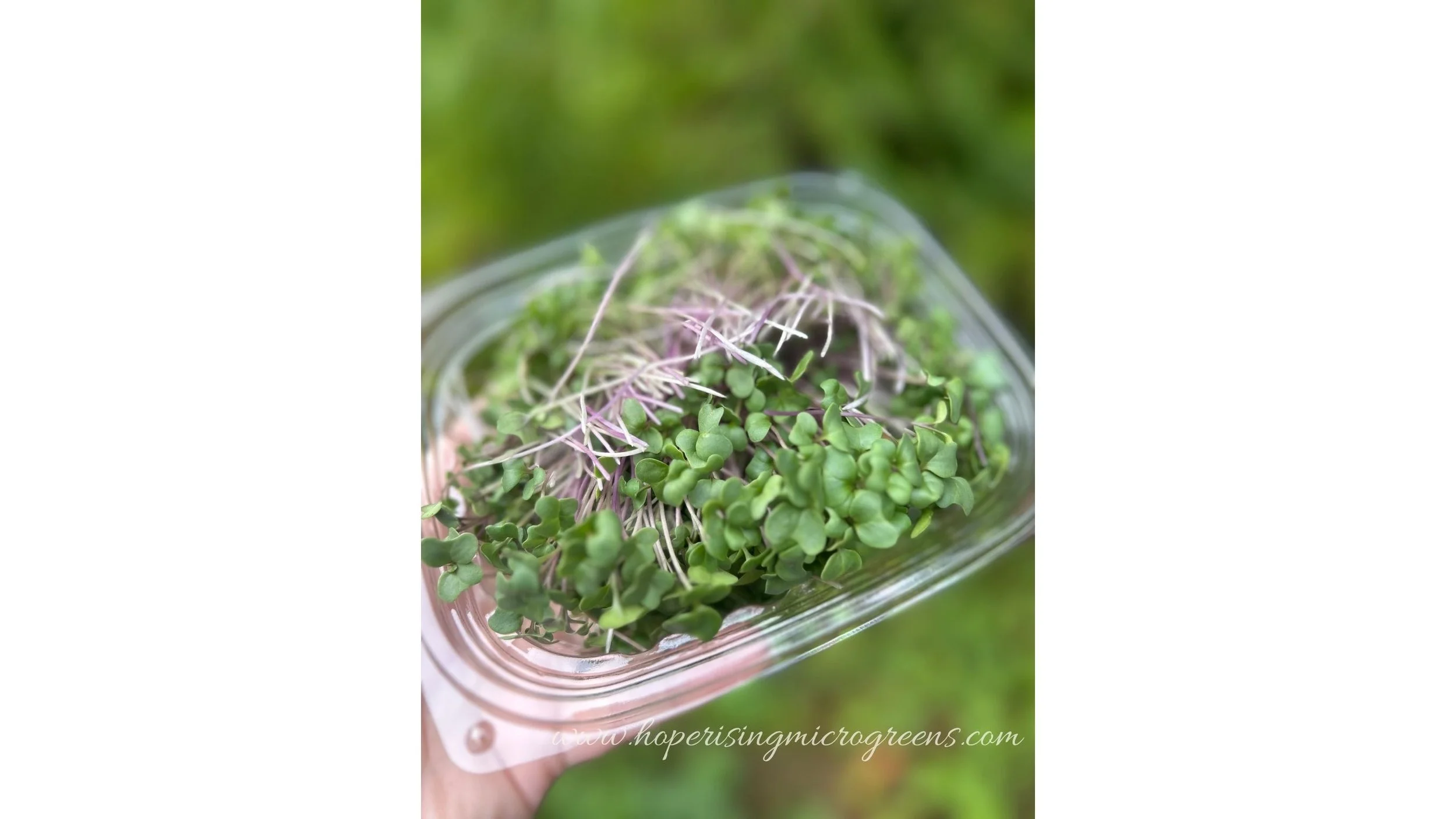 🌱 What Makes Broccoli Microgreens So Special?