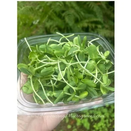🌻 Need more plant protein?
Sunflower microgreens are protein-rich, energizing, and oh-so crunchy&mdash;making them the perfect topper for salads, avocado toast, grain bowls, or even a straight-from-the-box snack! 💪✨

🌱 Freshly harvested at Hope Ri