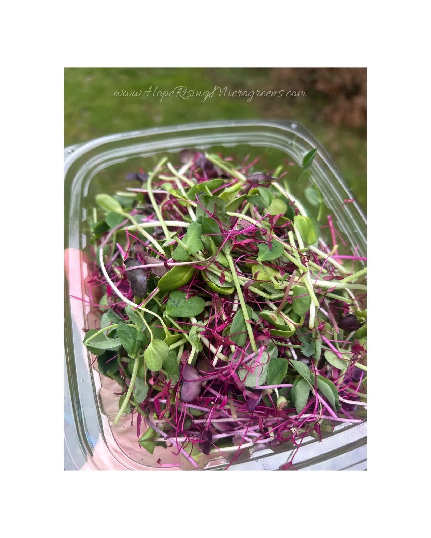Did you know? 🌱 Eating a variety of microgreens can help reduce inflammation thanks to their high polyphenol content. Great for joint health and overall wellness! For the easiest way to get variety, try one of our premade mixes &mdash; Just Add Sala