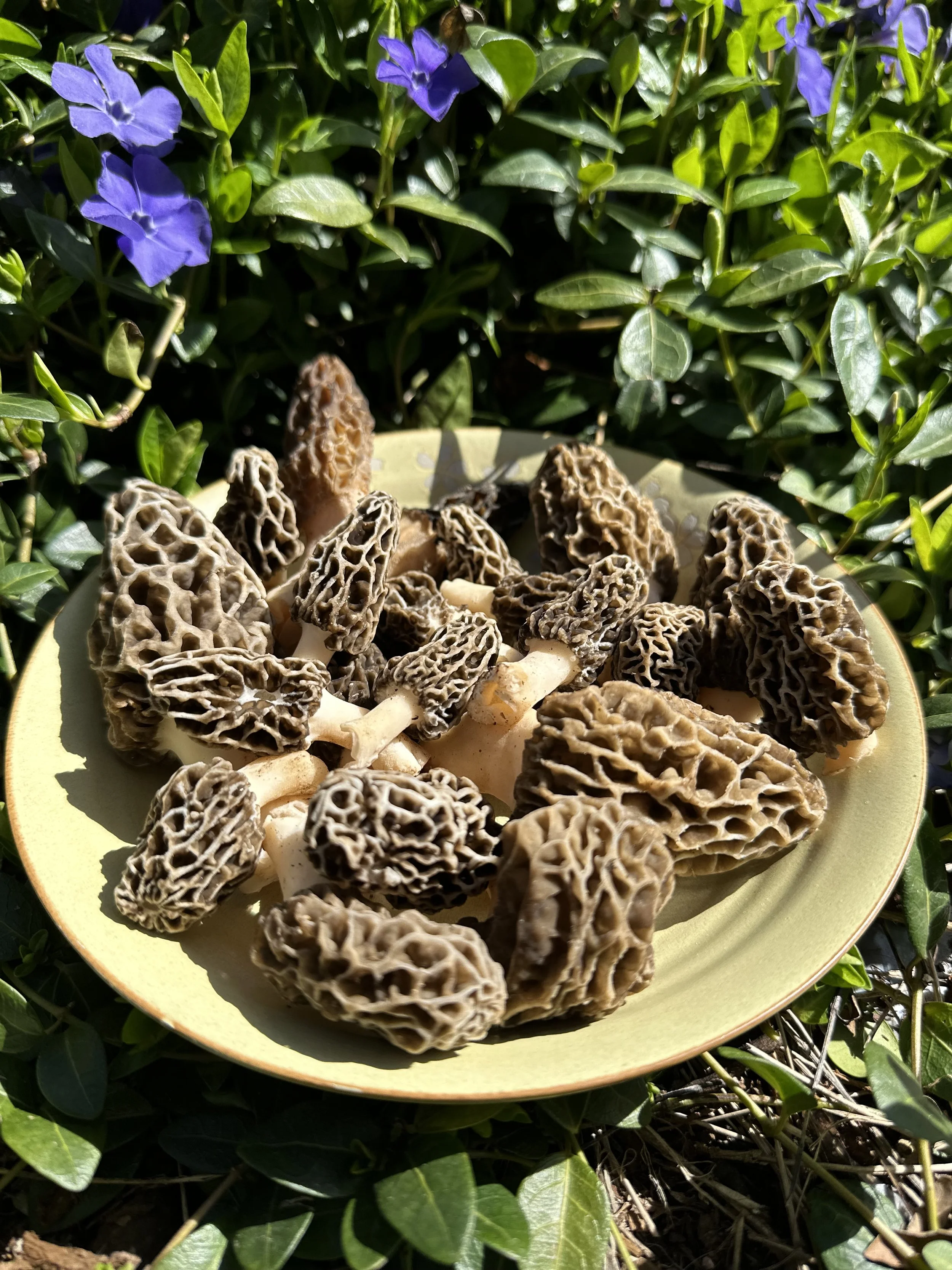 Spring Morels