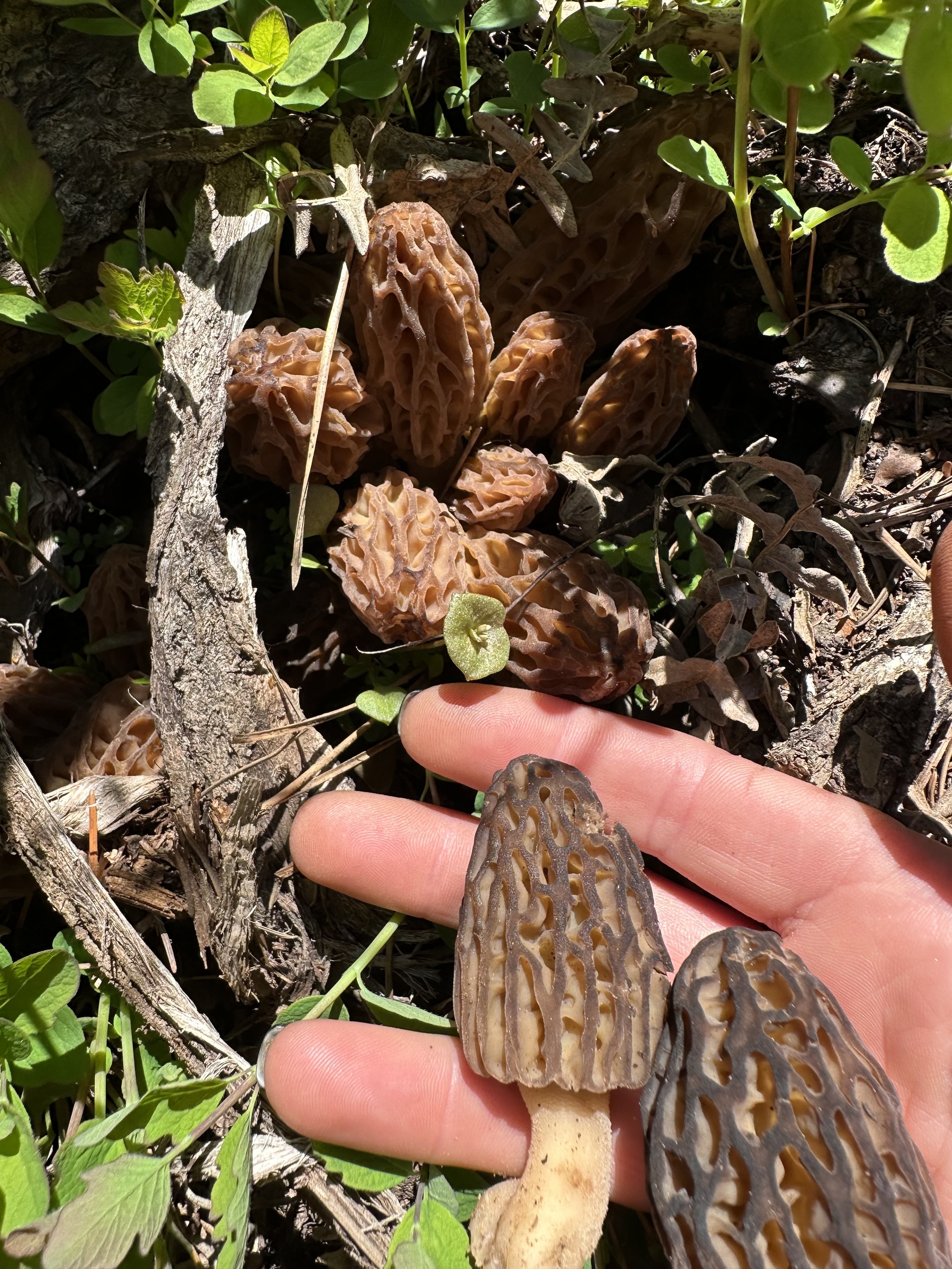 Spring Morels