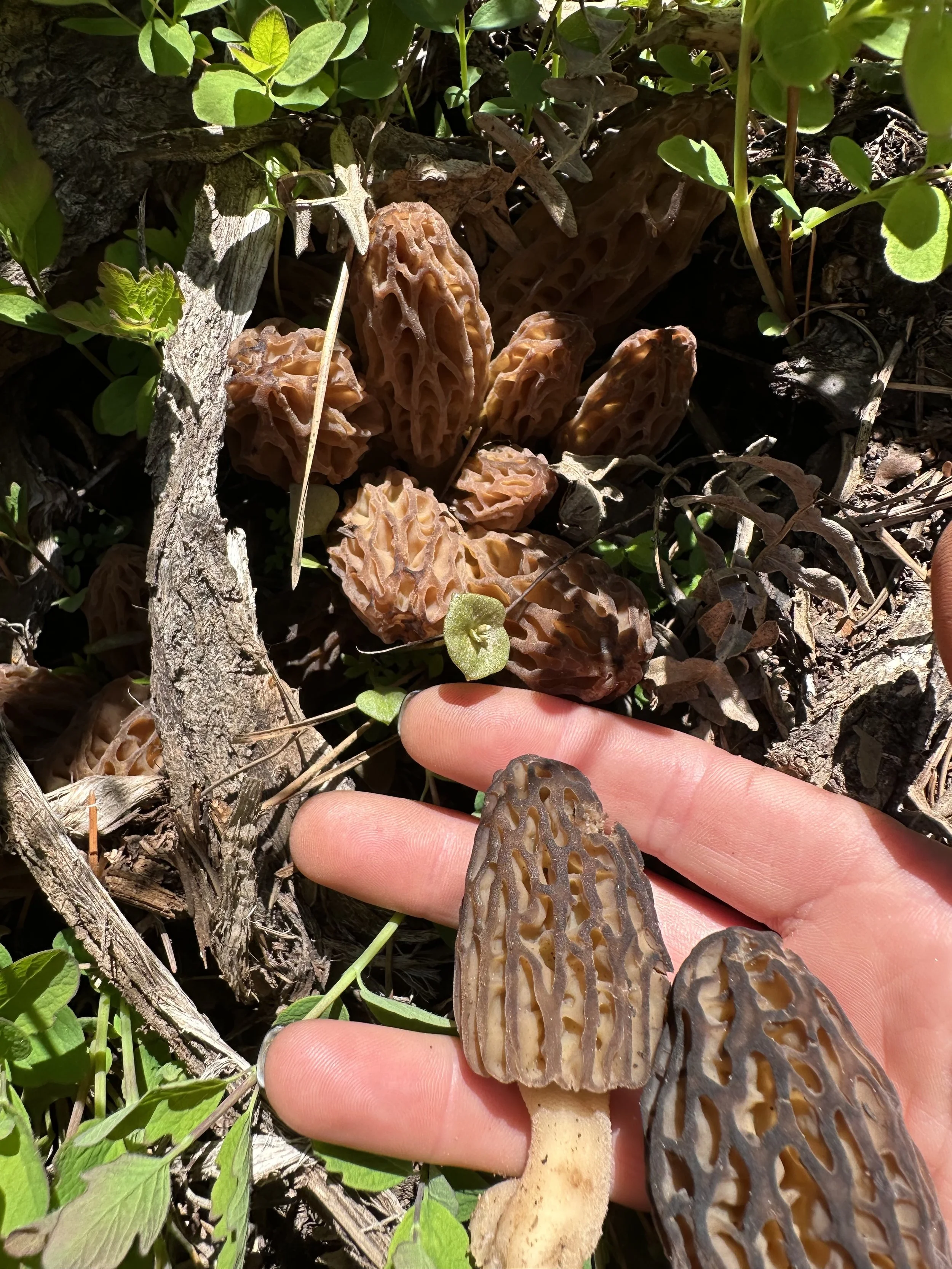 Morels 4.jpeg