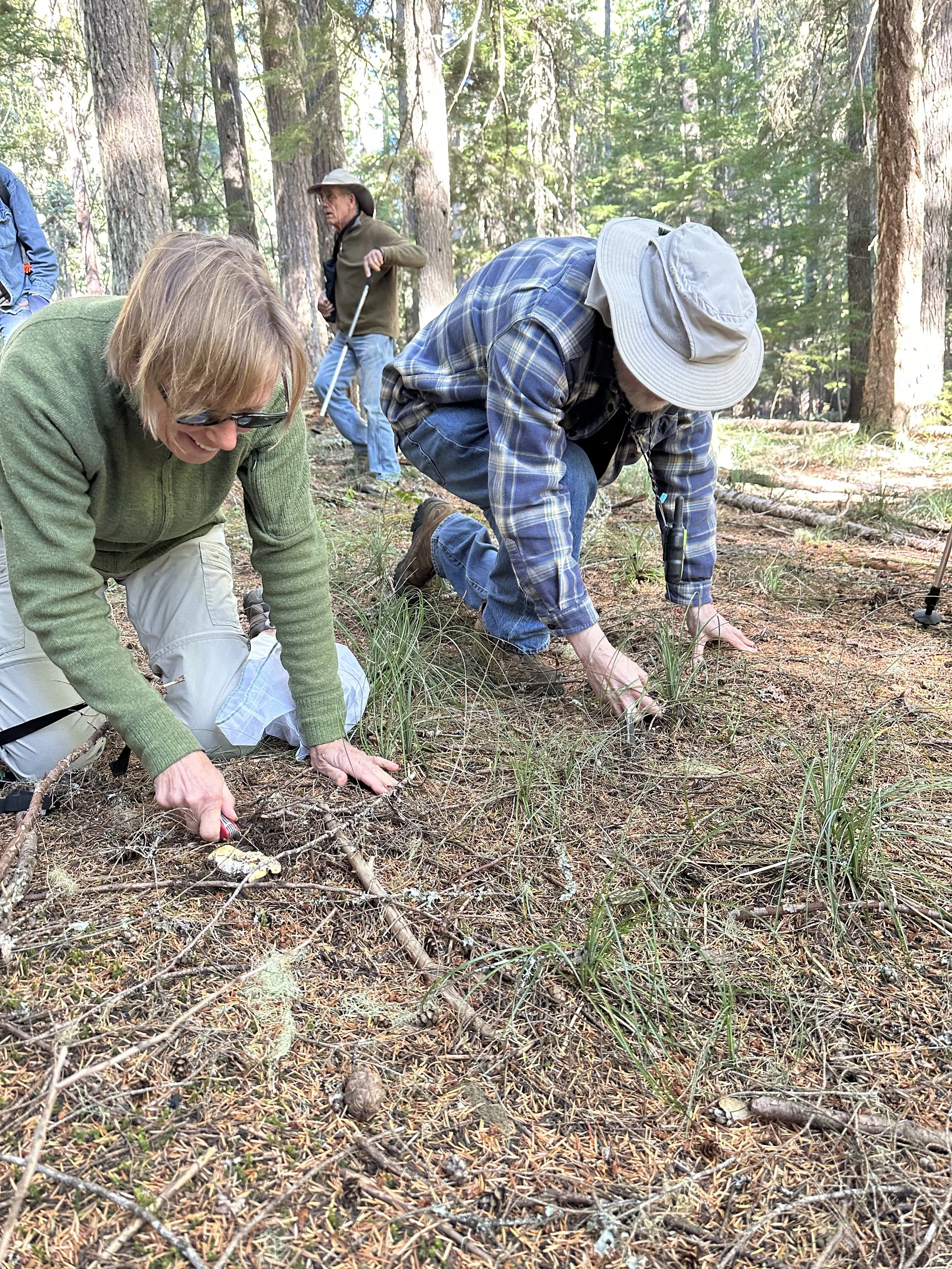White chanterelle2.jpeg