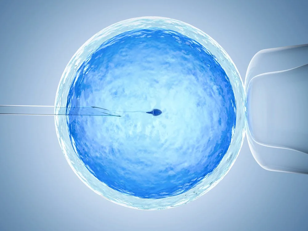 The IVF Process