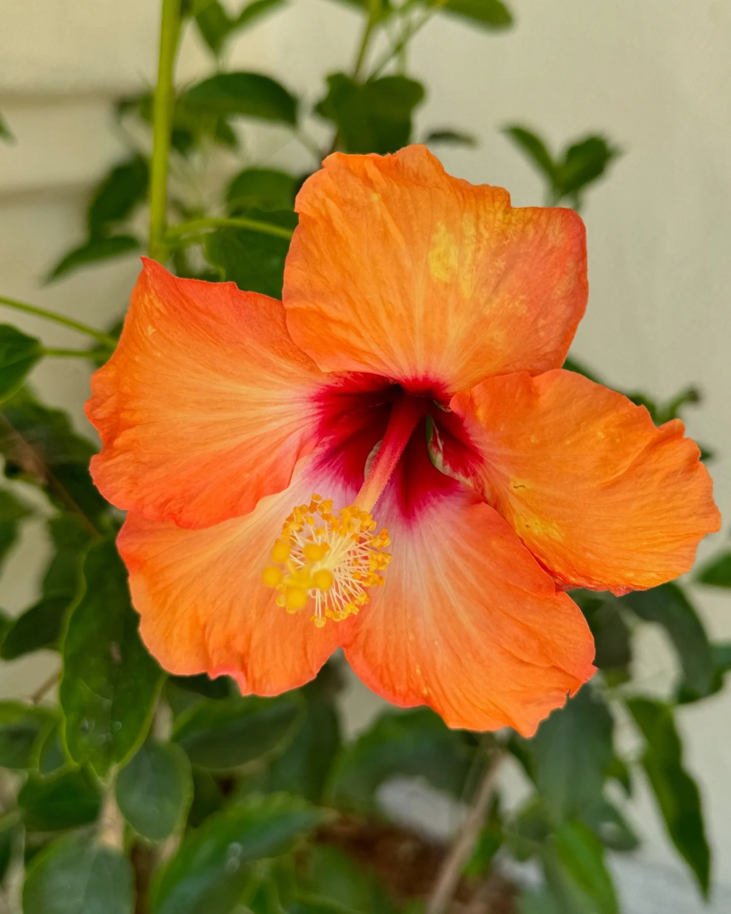 This beauty says &ldquo;Welcome Home&rdquo;when I pull into my driveway 🌺
.
#flower #garden #welcomehome #nature #landscape