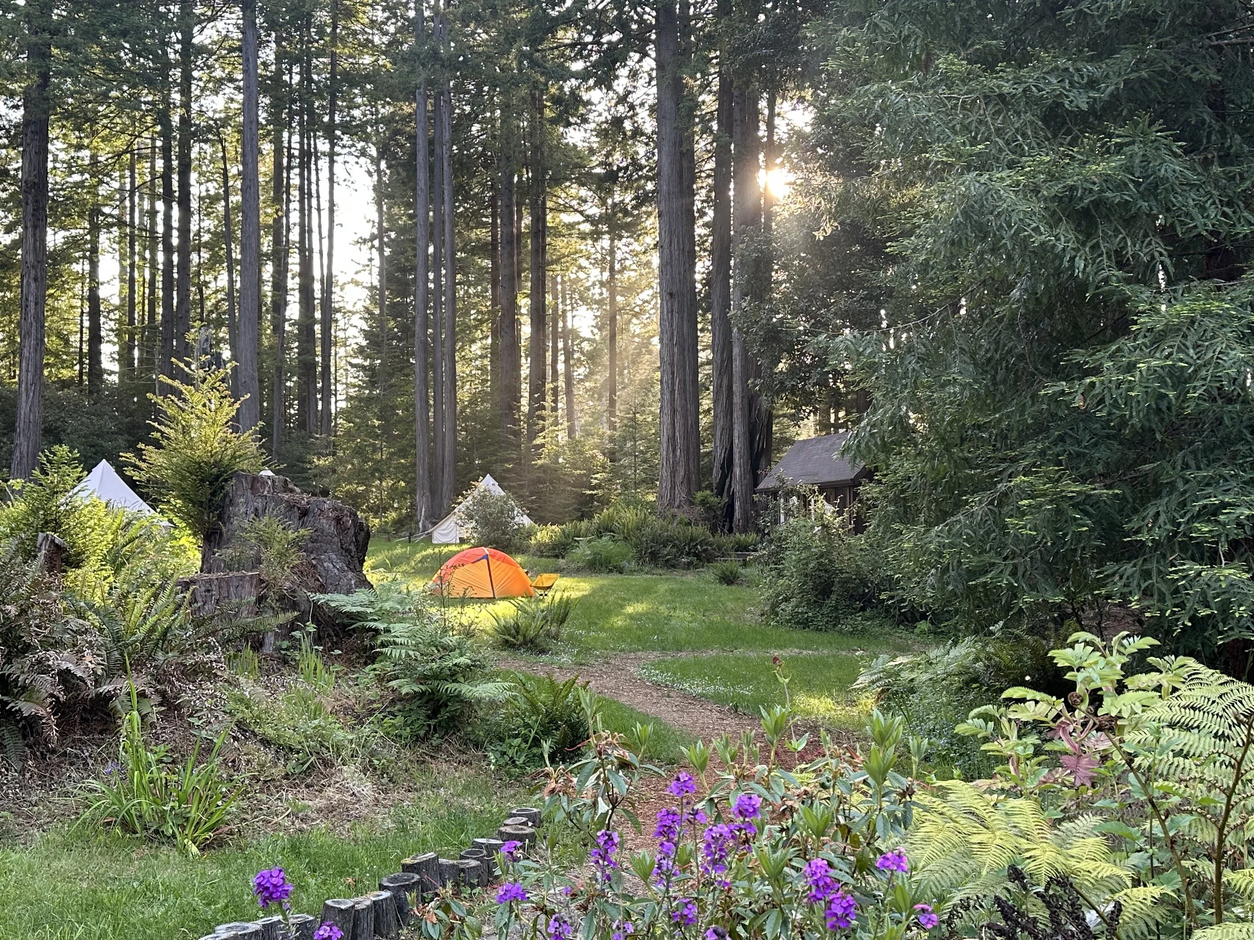 Camping in the Meadow