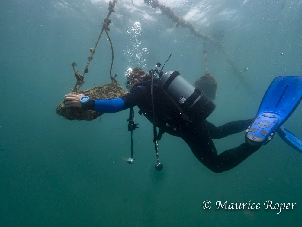 Services 1 — Holdfast Aquaculture