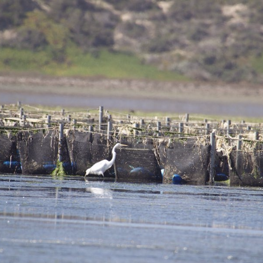 Egret walking amongst oyster farm