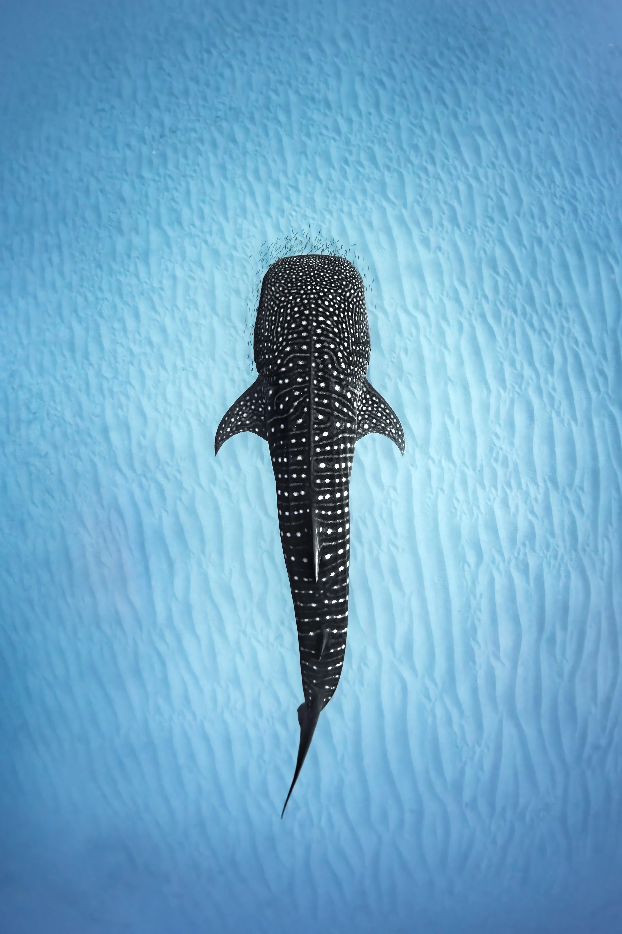whalesharkgrail.jpg