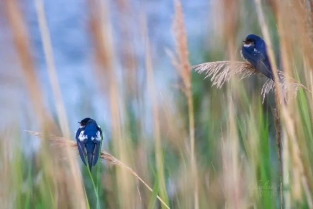 eZy Watermark_09-05-2021_11-11-28AM.JPG