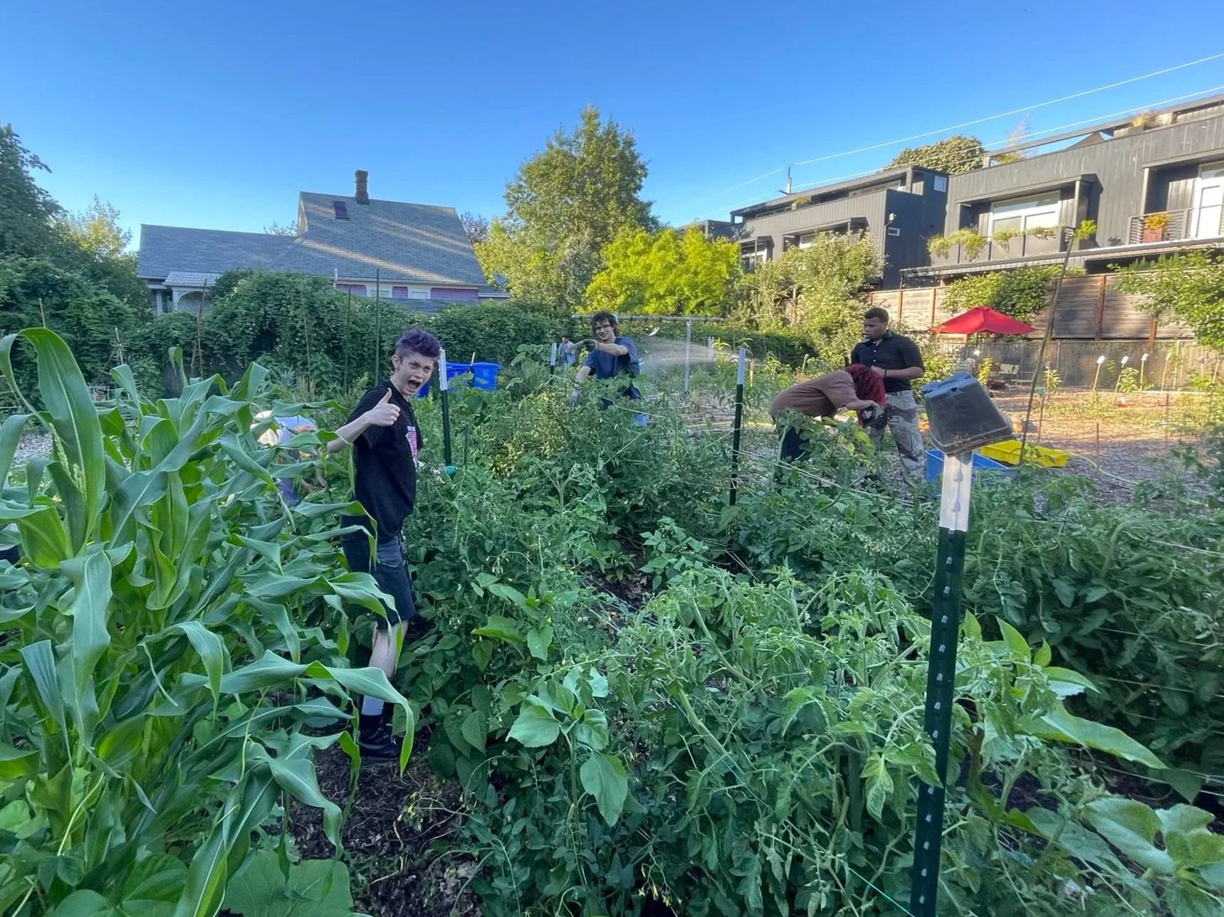 Market Garden section of the food forest