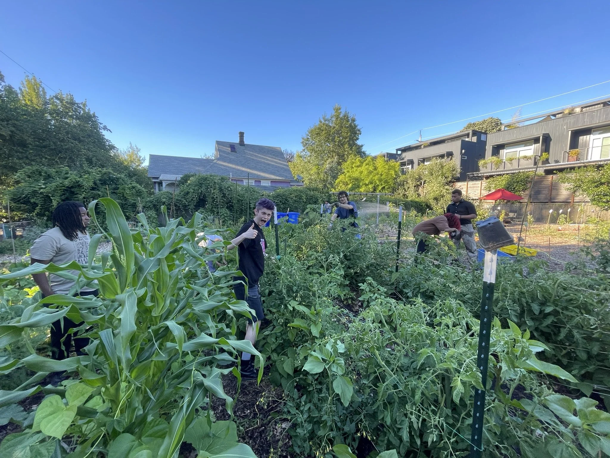 Market Garden section of the food forest