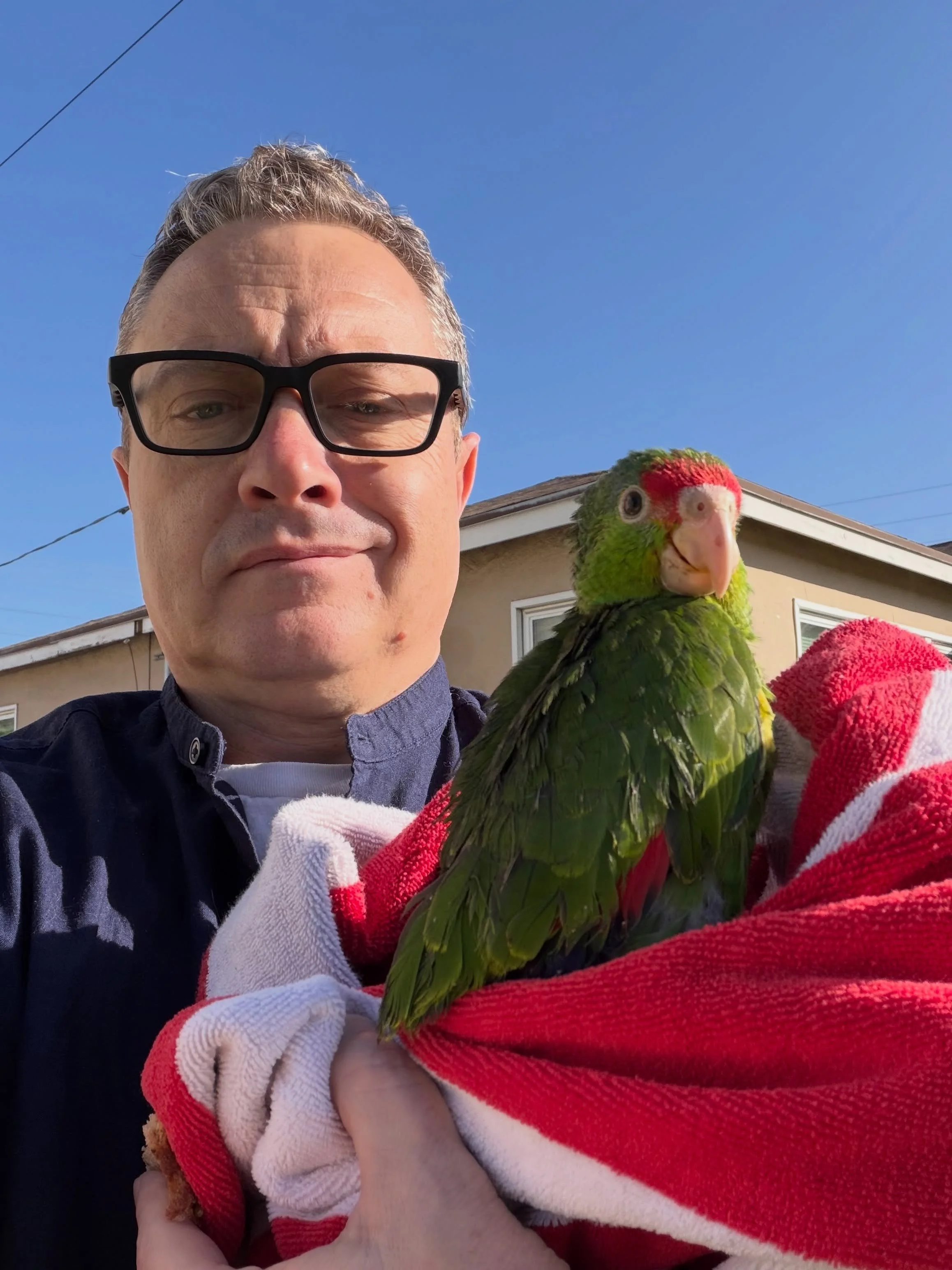 🦜My sweet husband rescued a parrot from being attacked by crows in our front yard. And now we don&rsquo;t know what to do with it.🥺 It can&rsquo;t fly and looks injured. We&rsquo;ve reached out to the Pasadena humane shelter, and left a message for