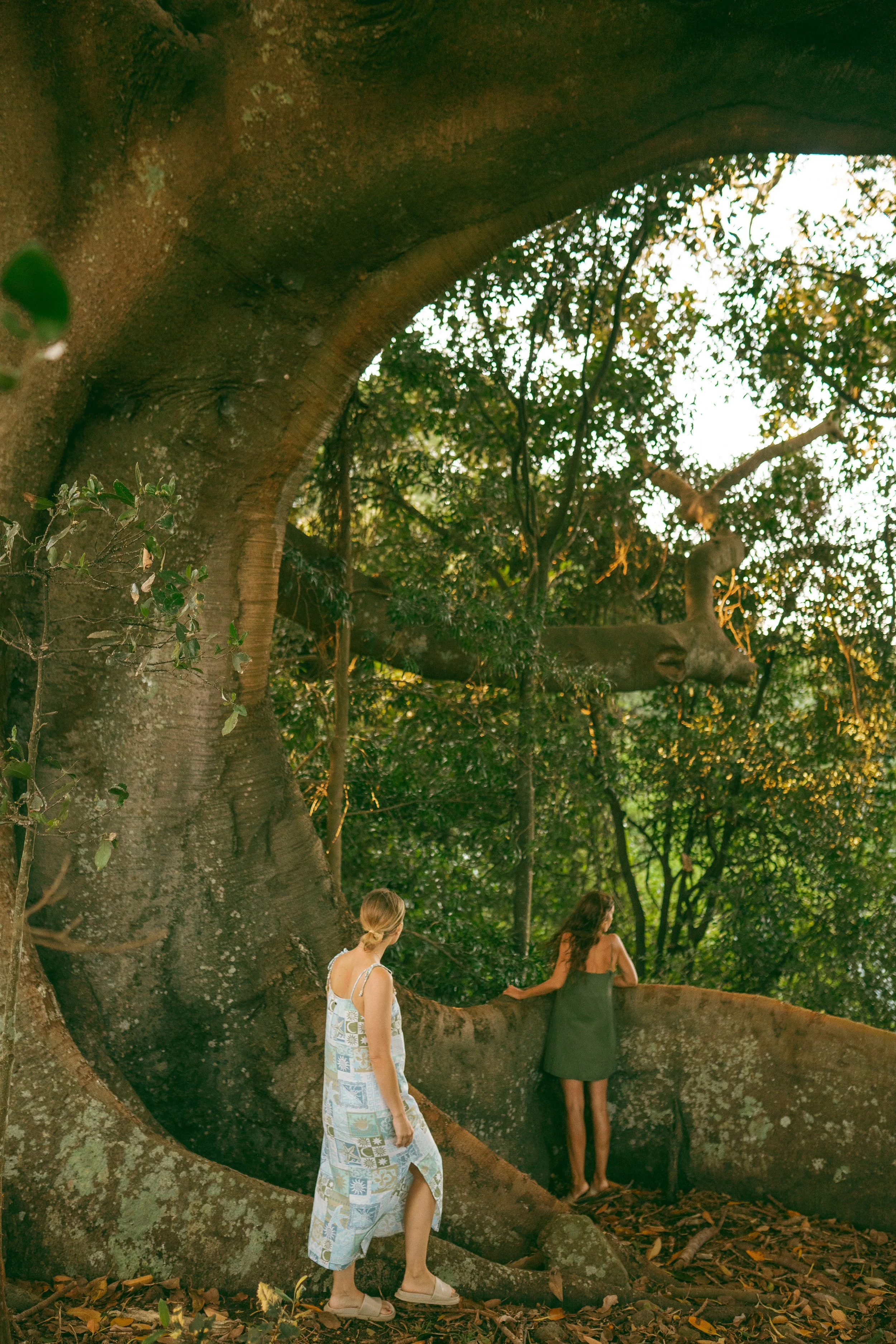 amazing big tree.jpg