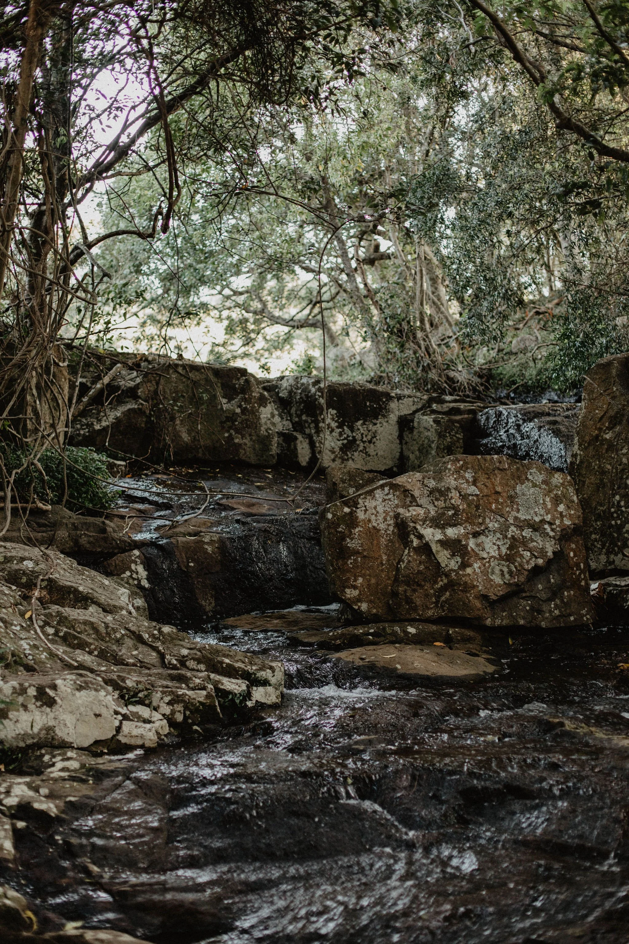 creek in nature.jpg