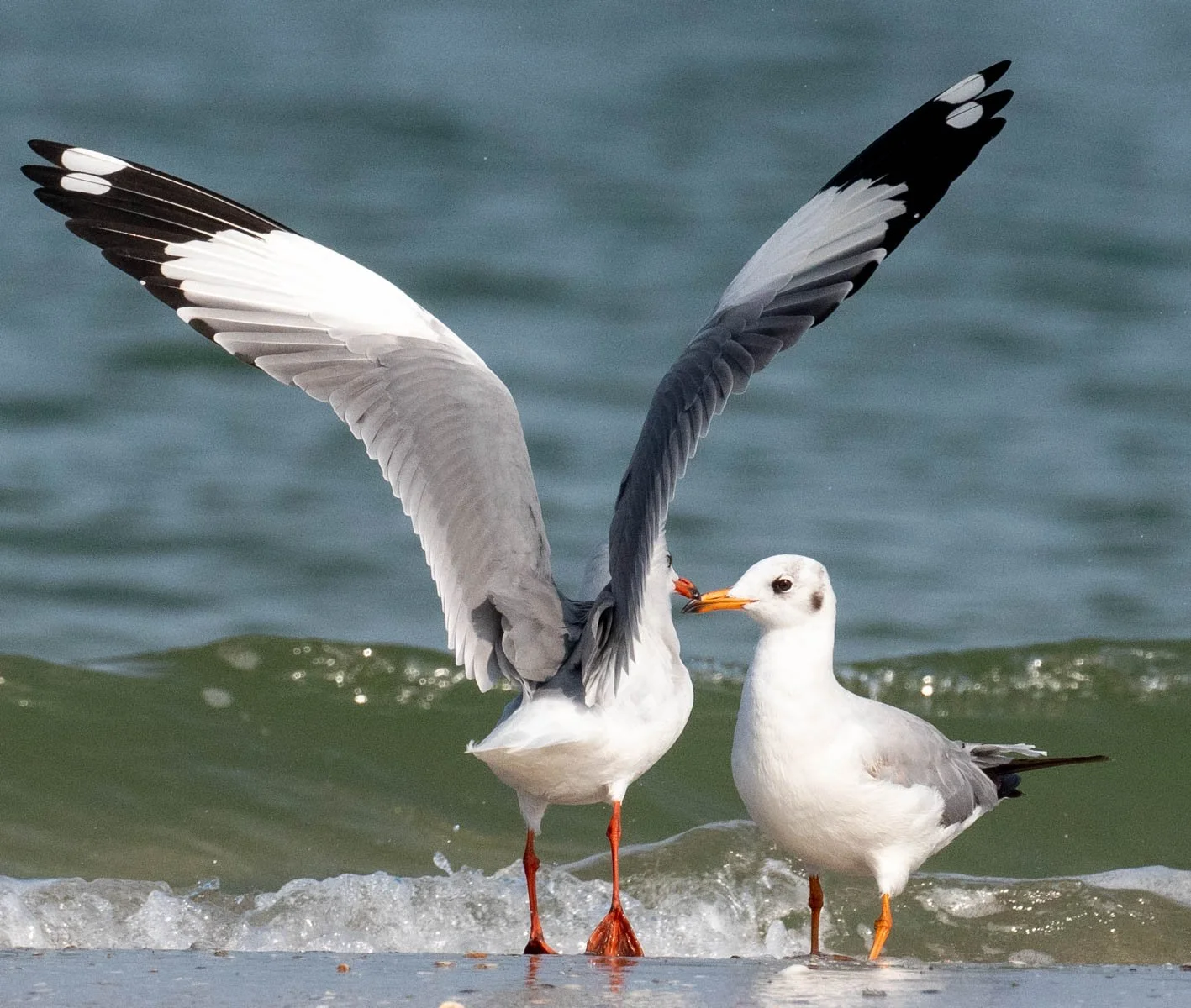 Brown-headed Gull 2.jpg
