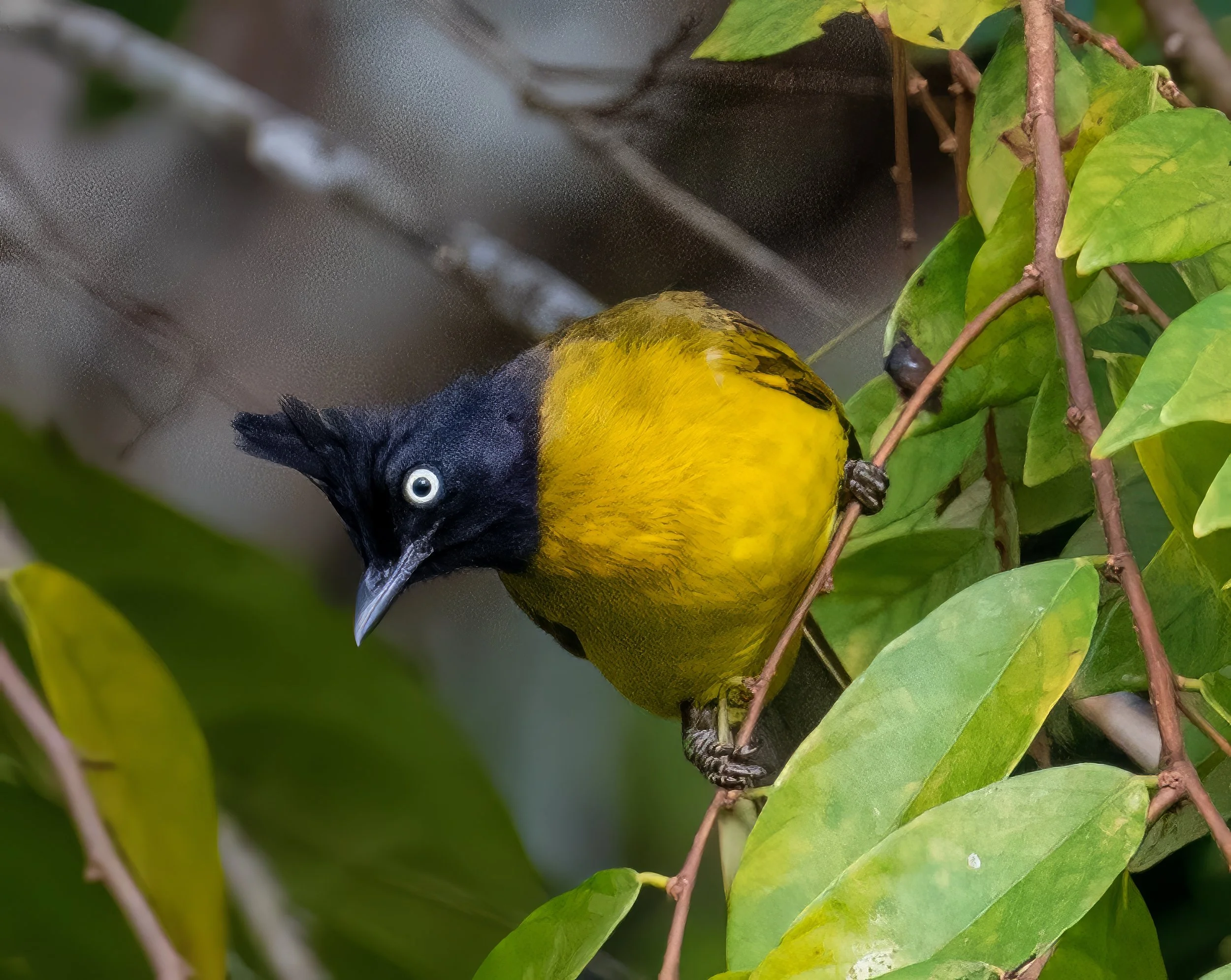 Black-crested Bulbul-2.jpg