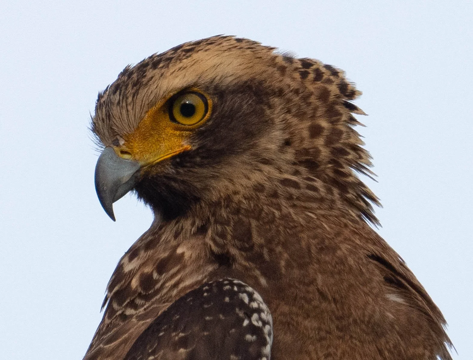 Crested Serpent Eagle 3.jpg