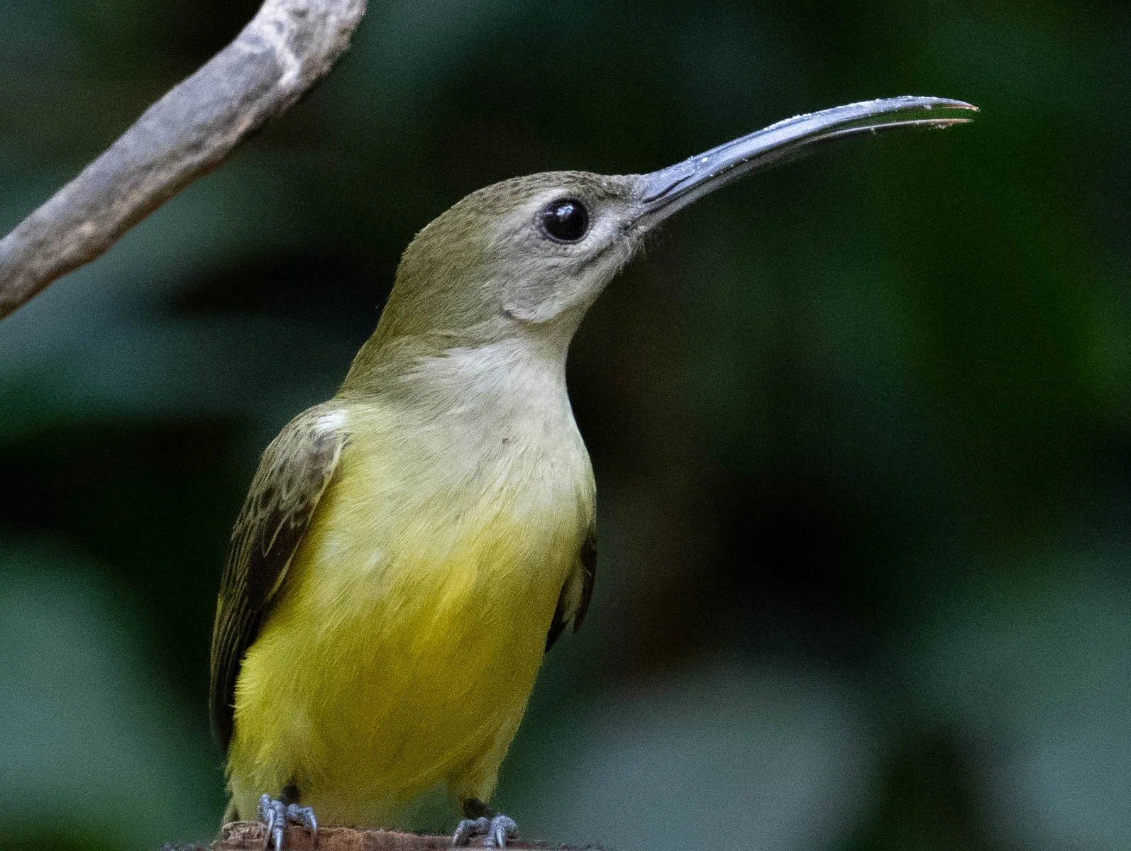 Little Spiderhunter.jpg
