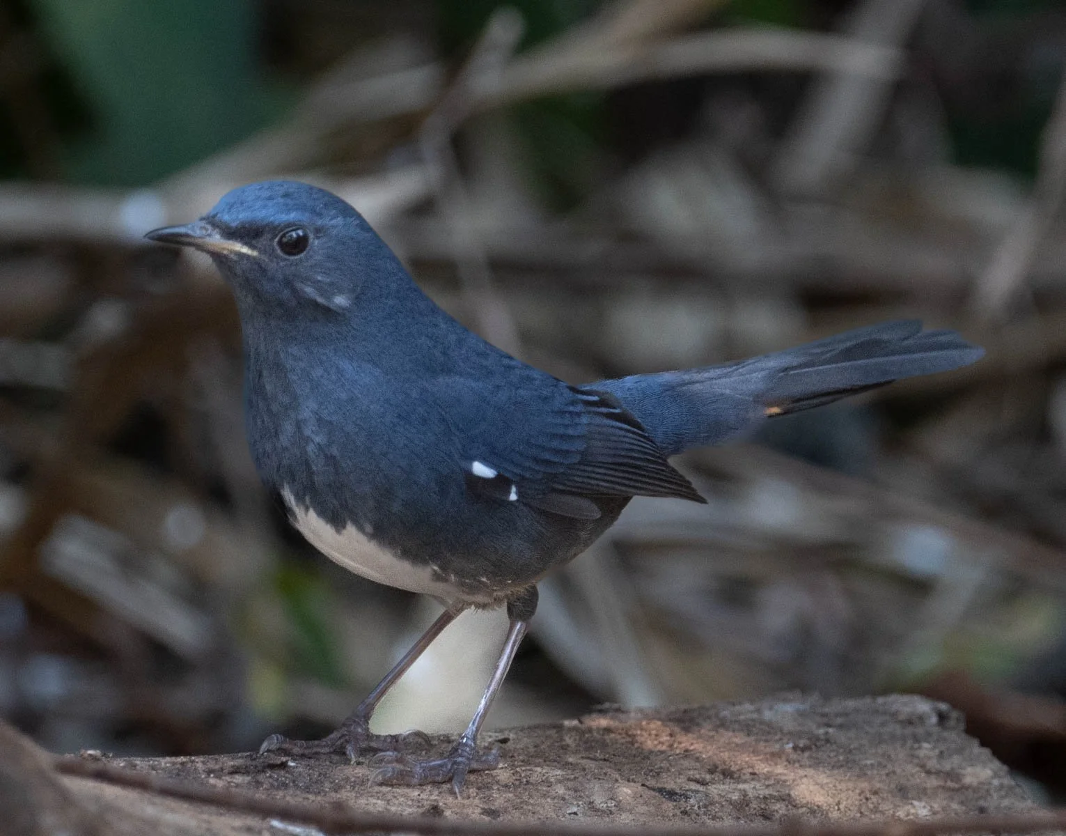 Oriental Magpie-Robin---.jpg