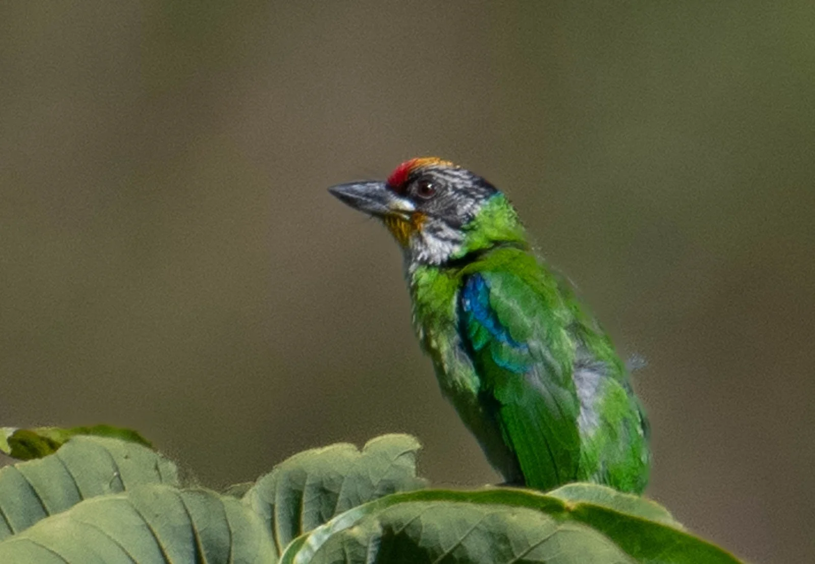 Golden-throated Barbet 2.jpg