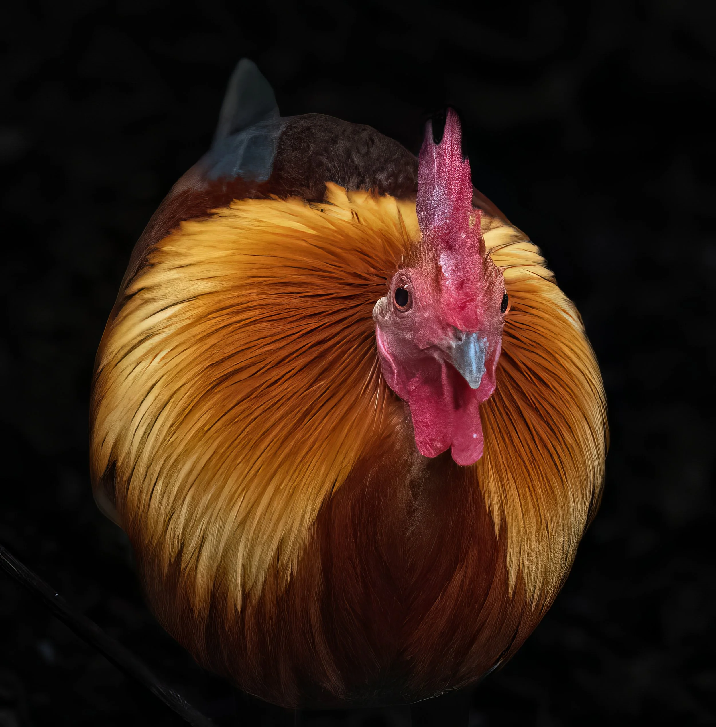 Red Junglefowl-topaz-final.jpg