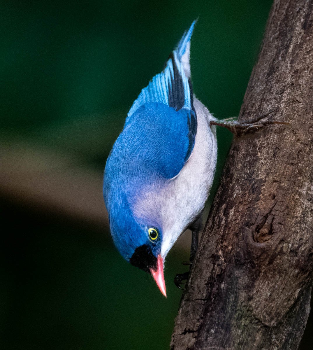 Velvet-fronted Nuthatch 2.jpg