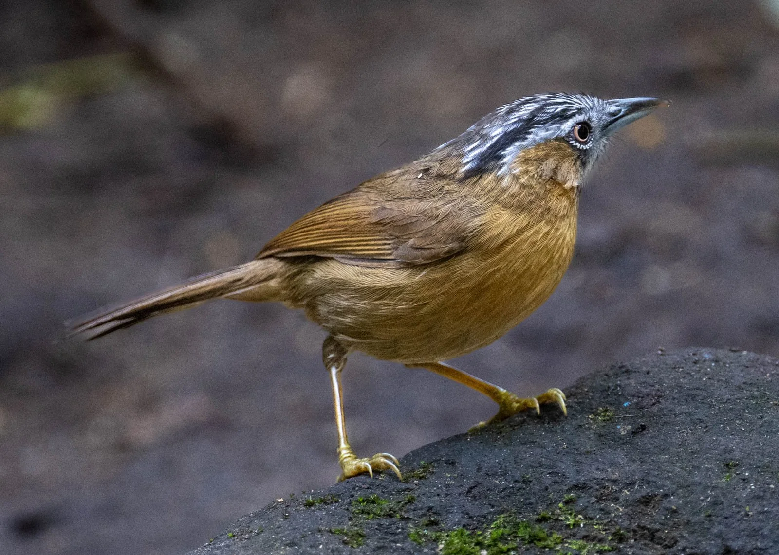 Grey-throated Babbler.jpg