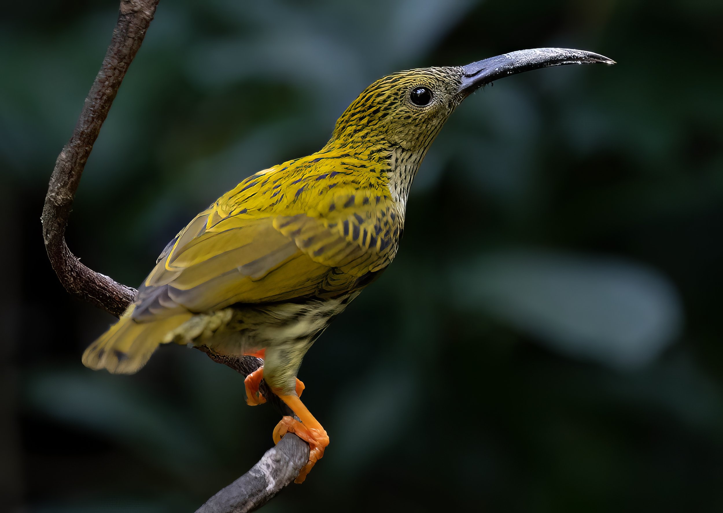 Streaked Spiderhunter Spiderhunter-Edit.jpg