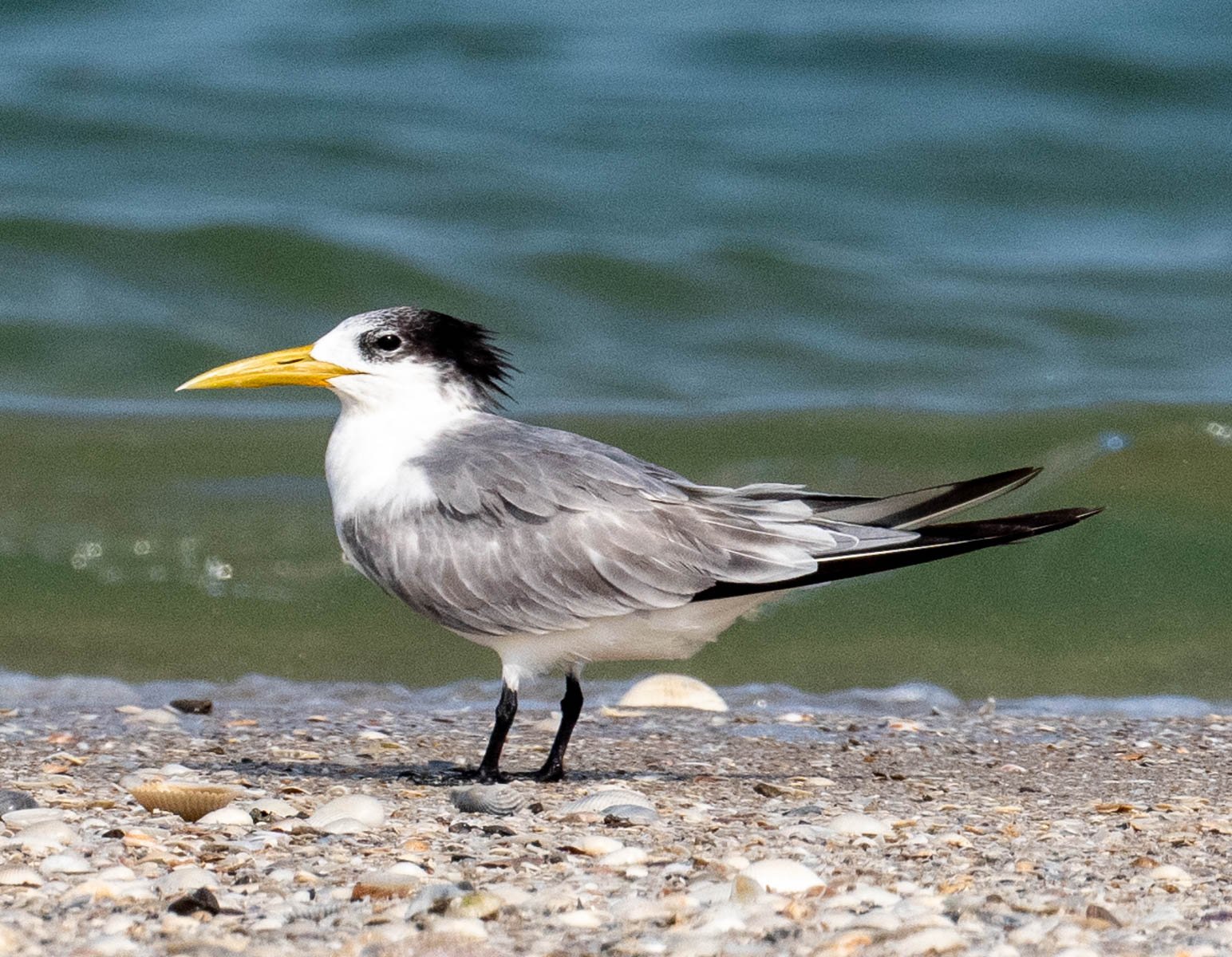 Lesser-crested Tern.jpg
