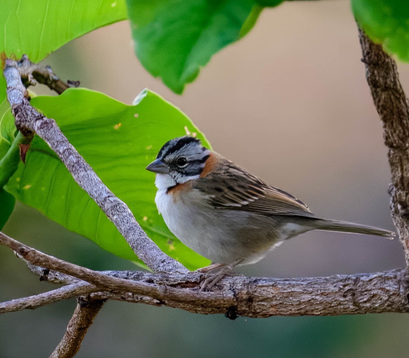 Rufous-collard Sparrow