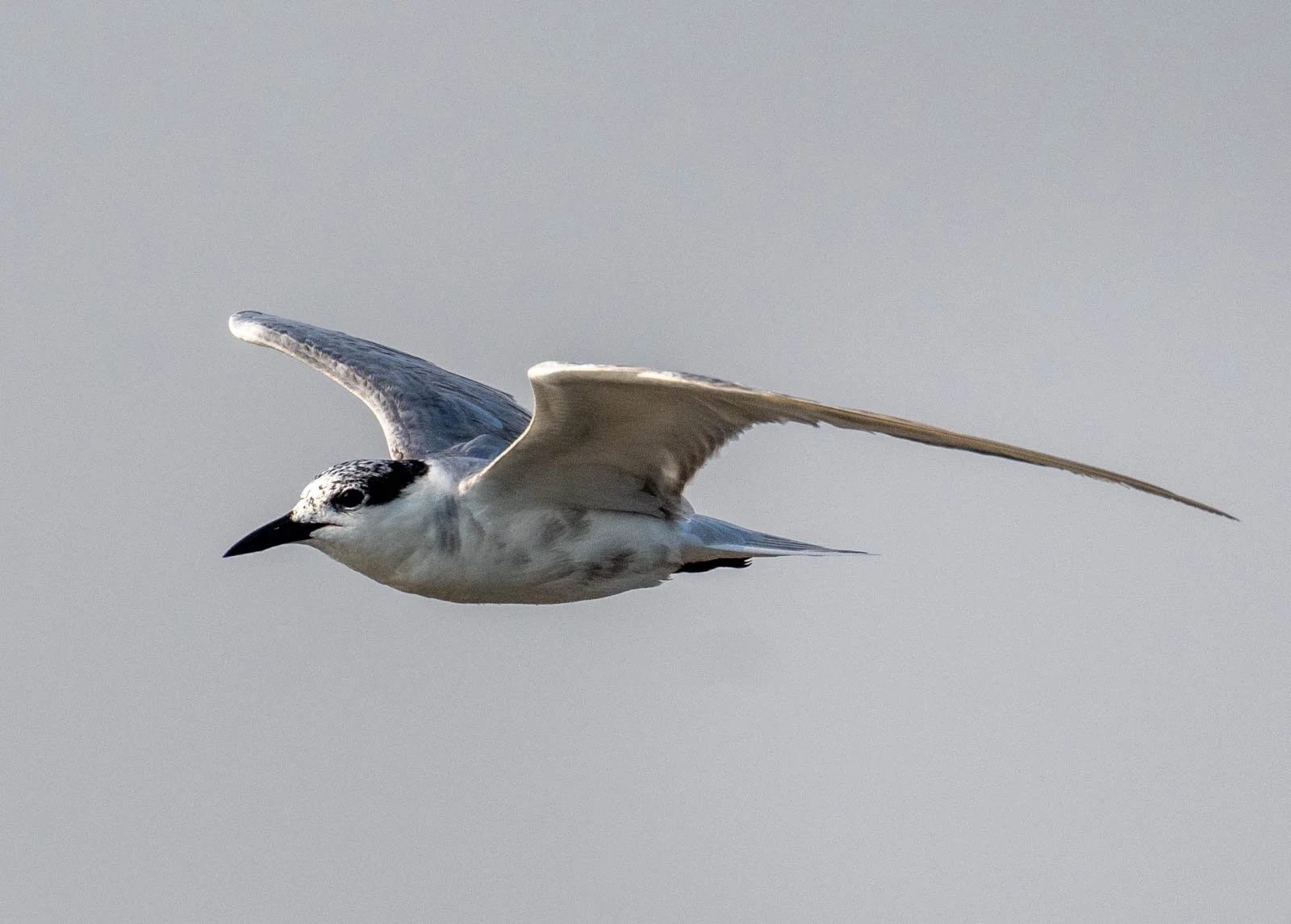 Whiskered Tern.jpg