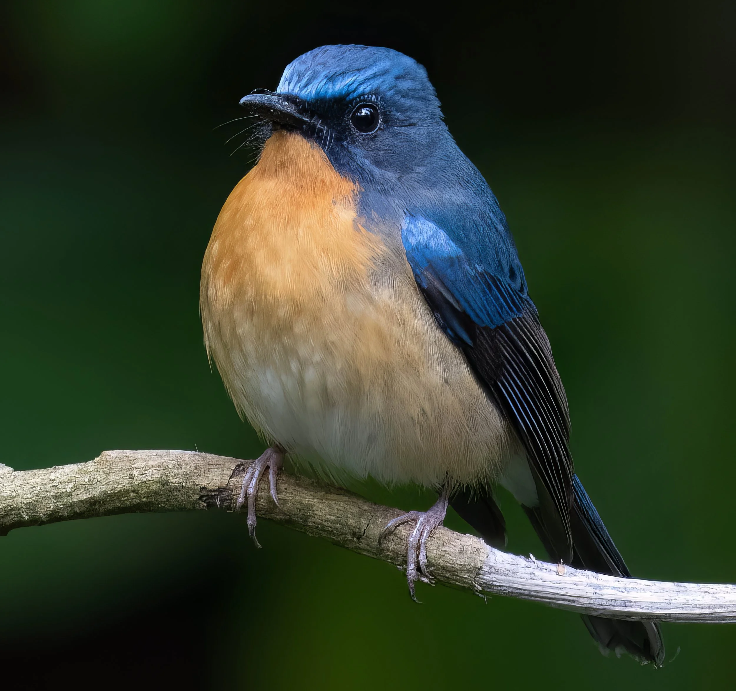 Hill Blue Flycatcher 3-topaz-denoise-enhance-sharpen.jpg